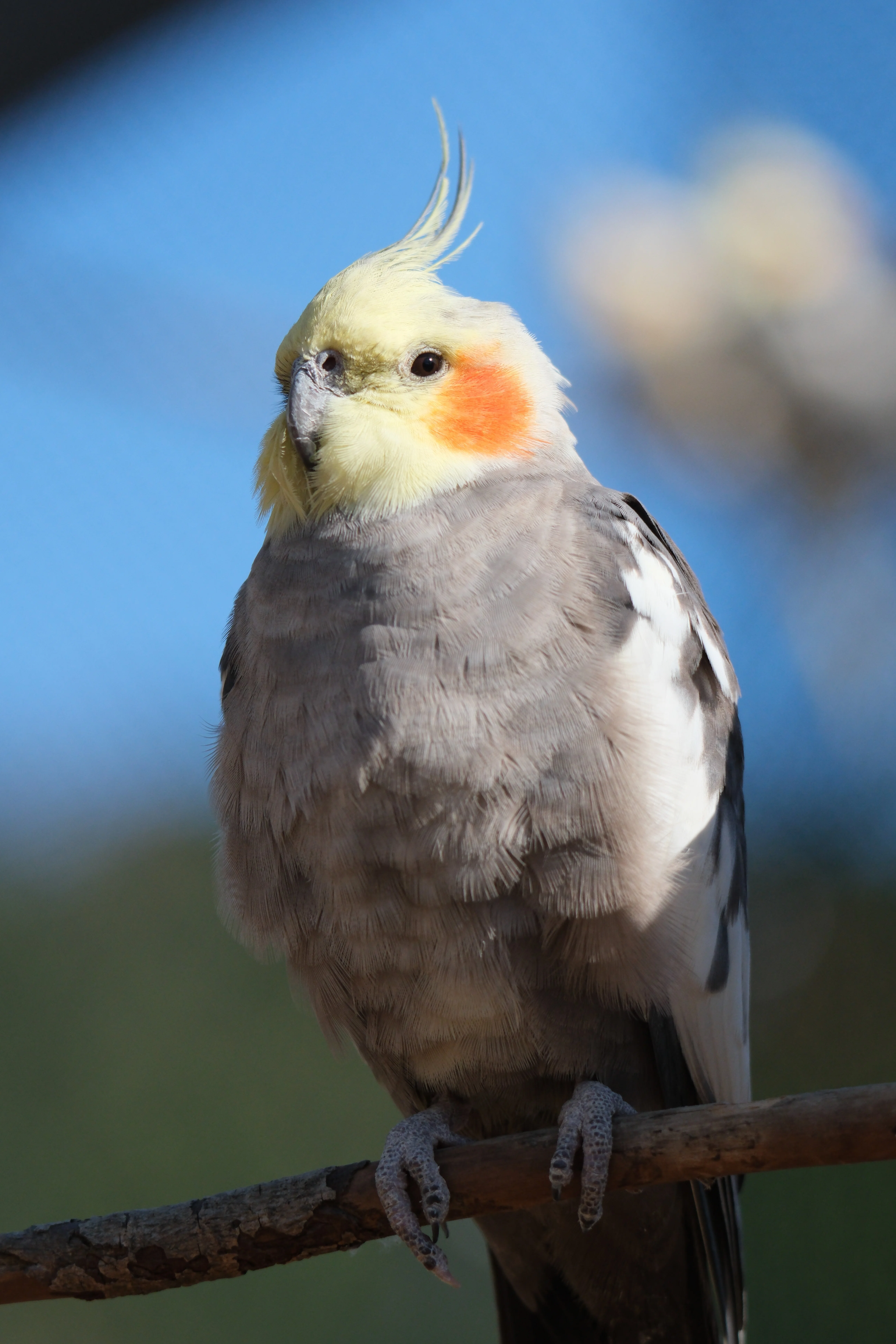 望遠レンズを持って動物園に行ってみたら楽しすぎたという話【X-T5