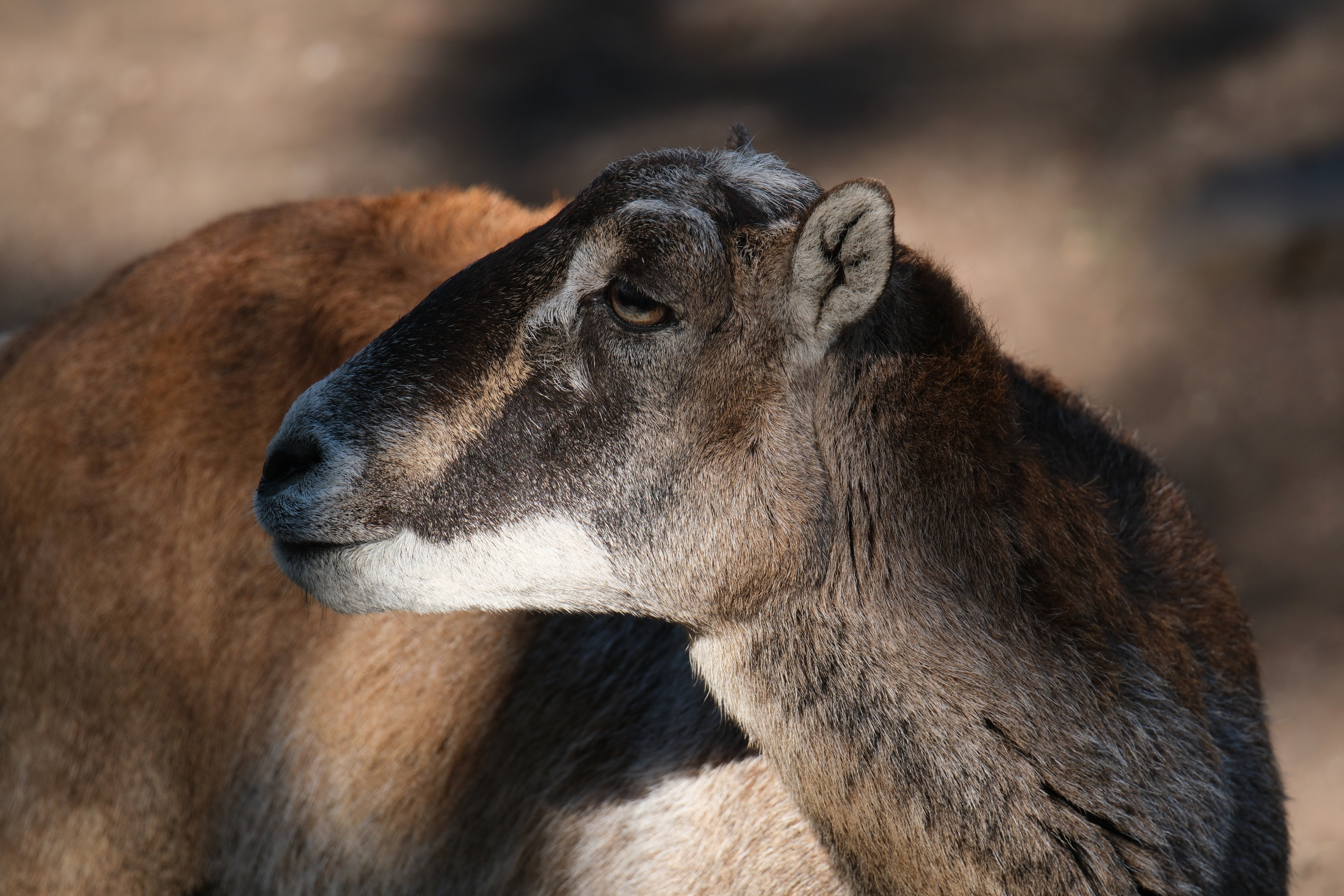 望遠レンズを持って動物園に行ってみたら楽しすぎたという話【X-T5