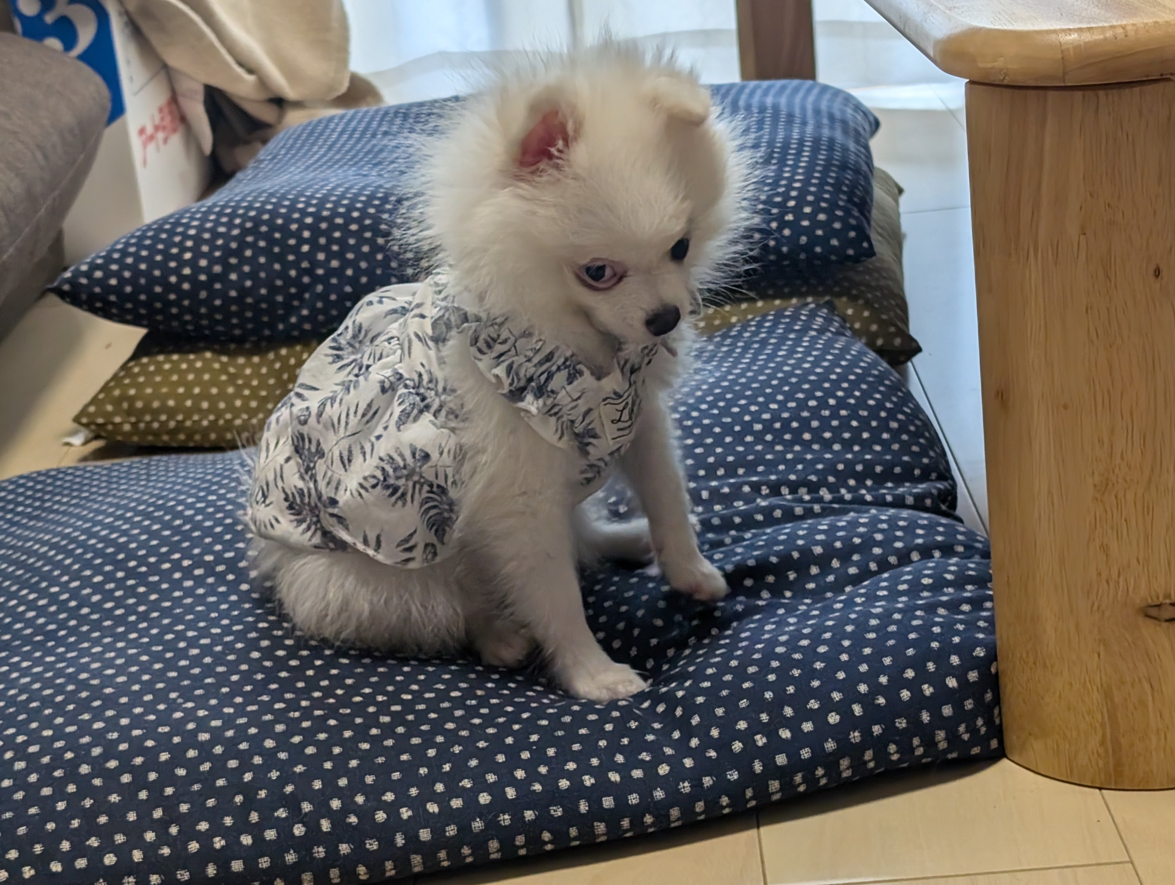 しおのファッションショー【日記#2/犬服ｶﾜｲｲ】｜ポメラニアンし