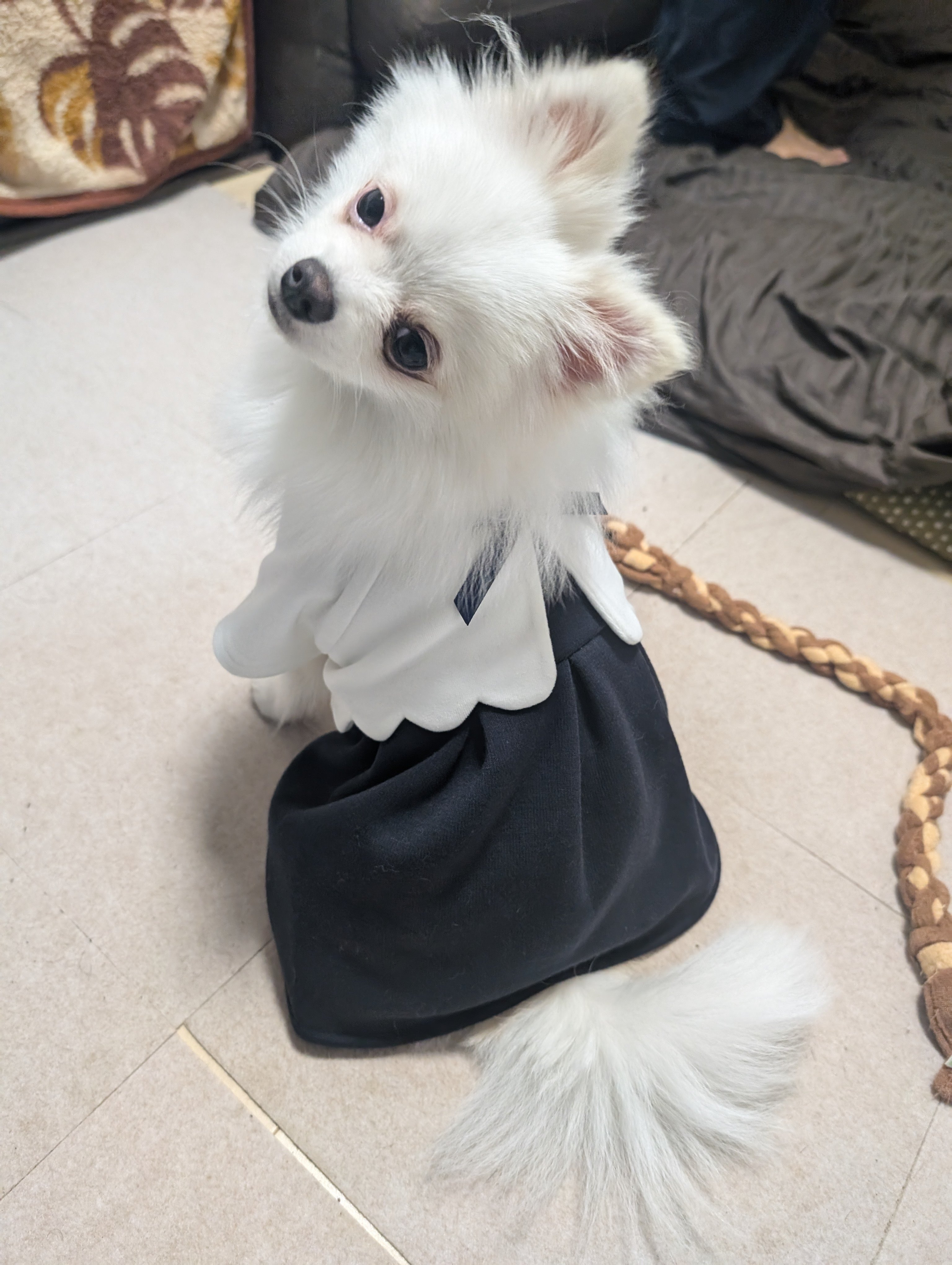 犬服 S わんこの普段着 さんだー - メルカリ｜犬服