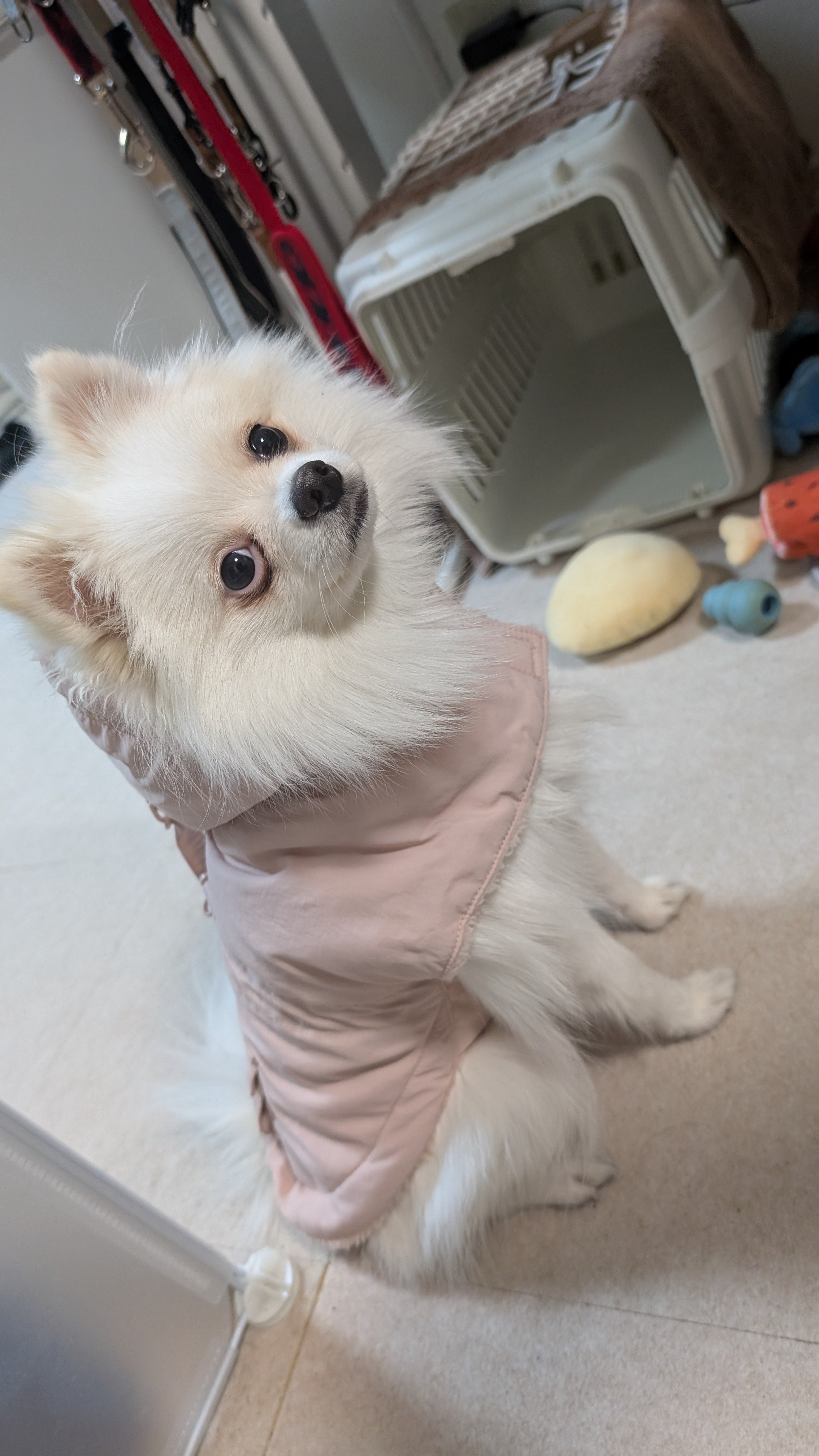 しおのファッションショー【日記#2/犬服ｶﾜｲｲ】｜ポメラニアンし