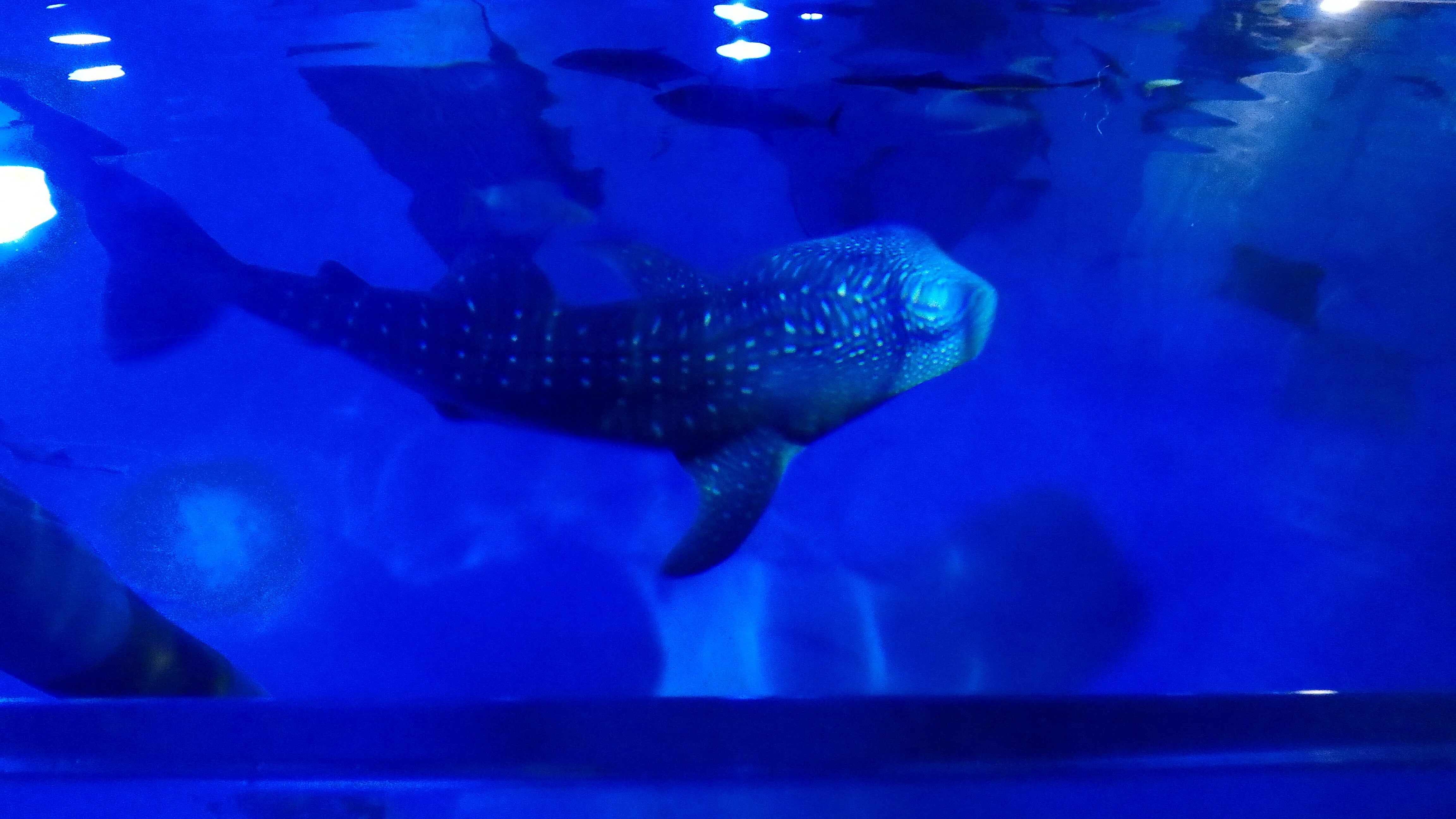 水面がなぜ想像力を掻き立てるのか（水族館）｜Free