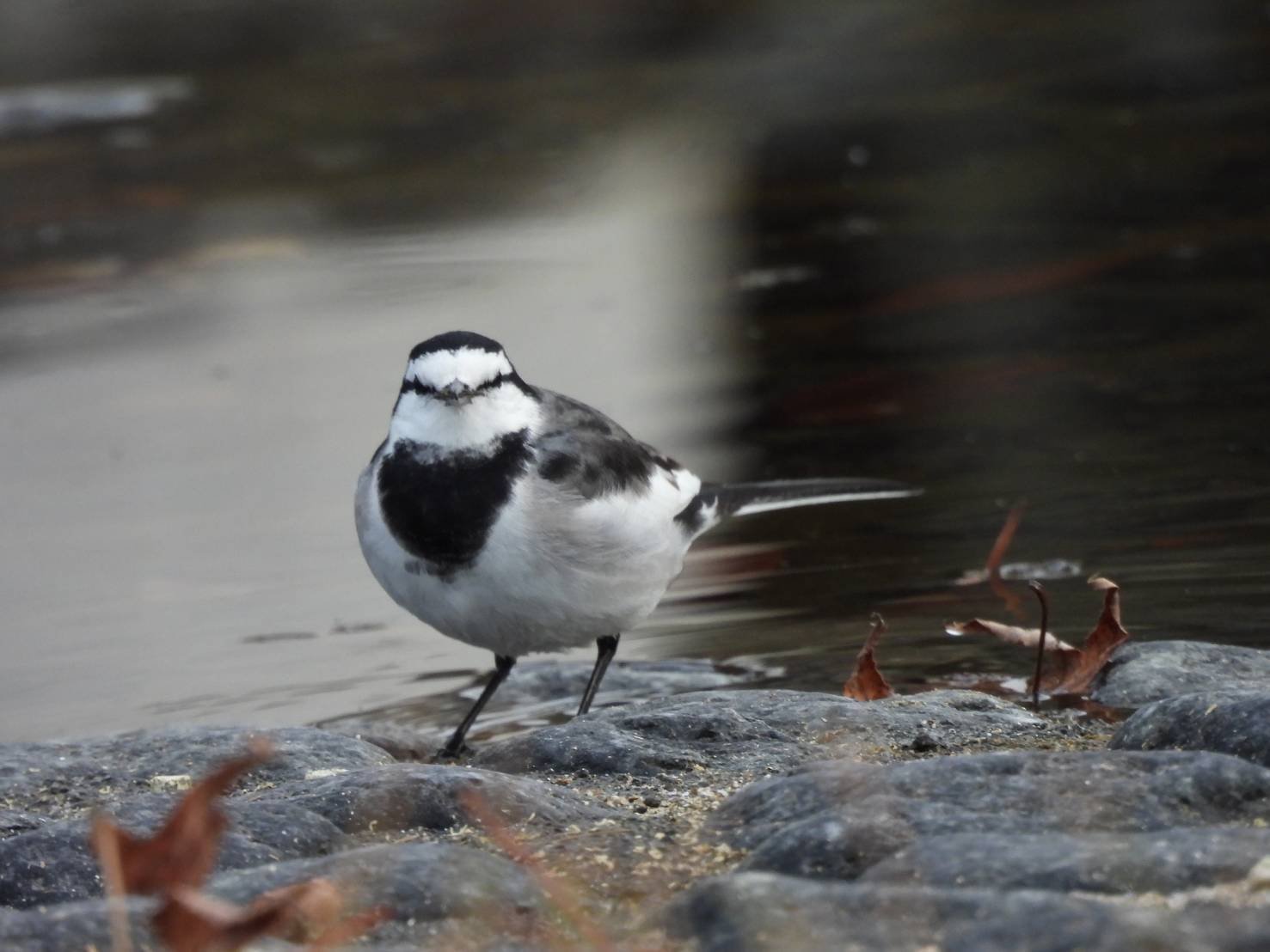 パナマモラ４点(向かい合う鳥他３点) 涸沼の公園めぐり～ツバメ、ヤマガラ | Tori Note -茨城の野鳥観察日誌-