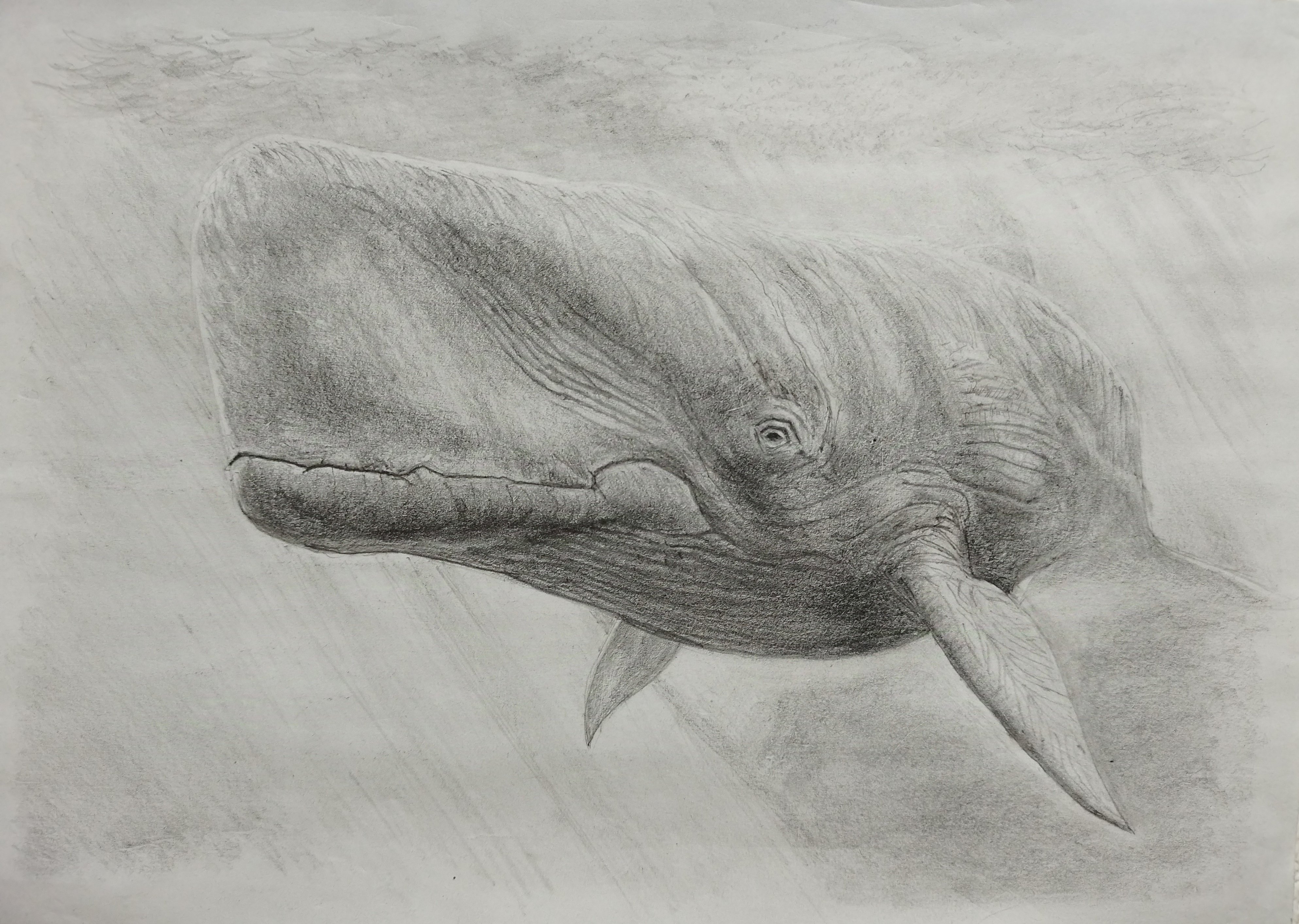 鉛筆画 クジラ （鯨、ベクター・ゼンタングル鯨印刷、アダルト