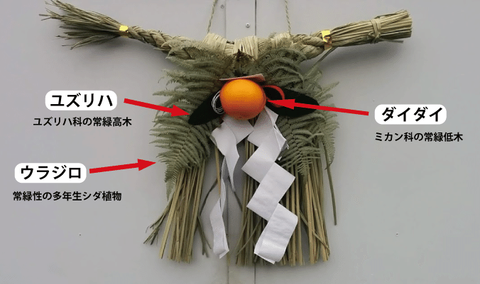 森の中で正月飾りを探してしてみた｜あぶらやま植物ブログ⑫