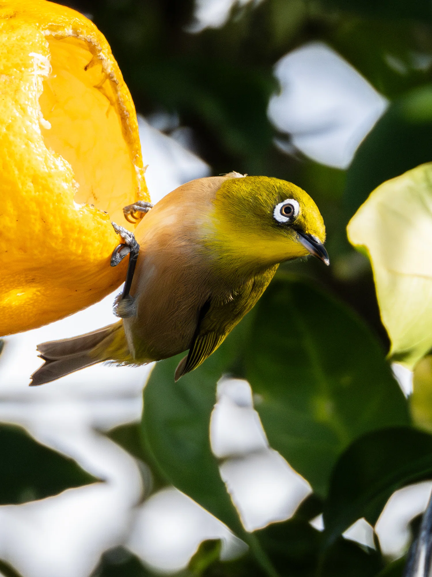 野鳥の表情｜GreenFielder