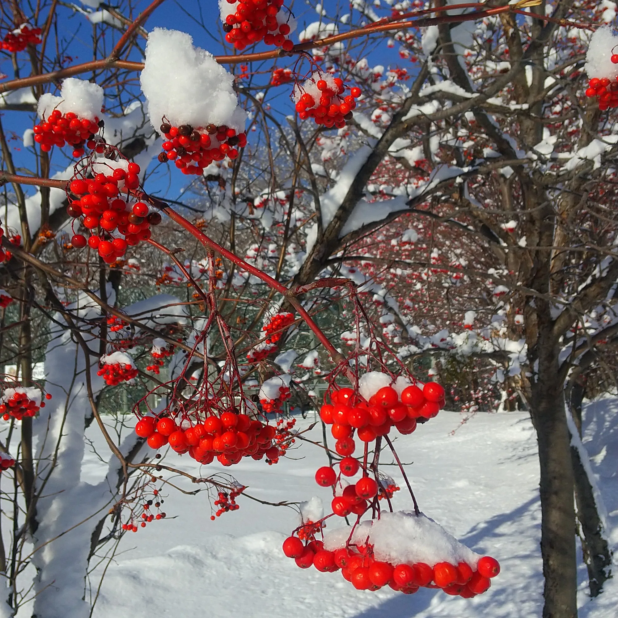 14 クリスマスツリーの木｜リンデン通信 | 札幌大学
