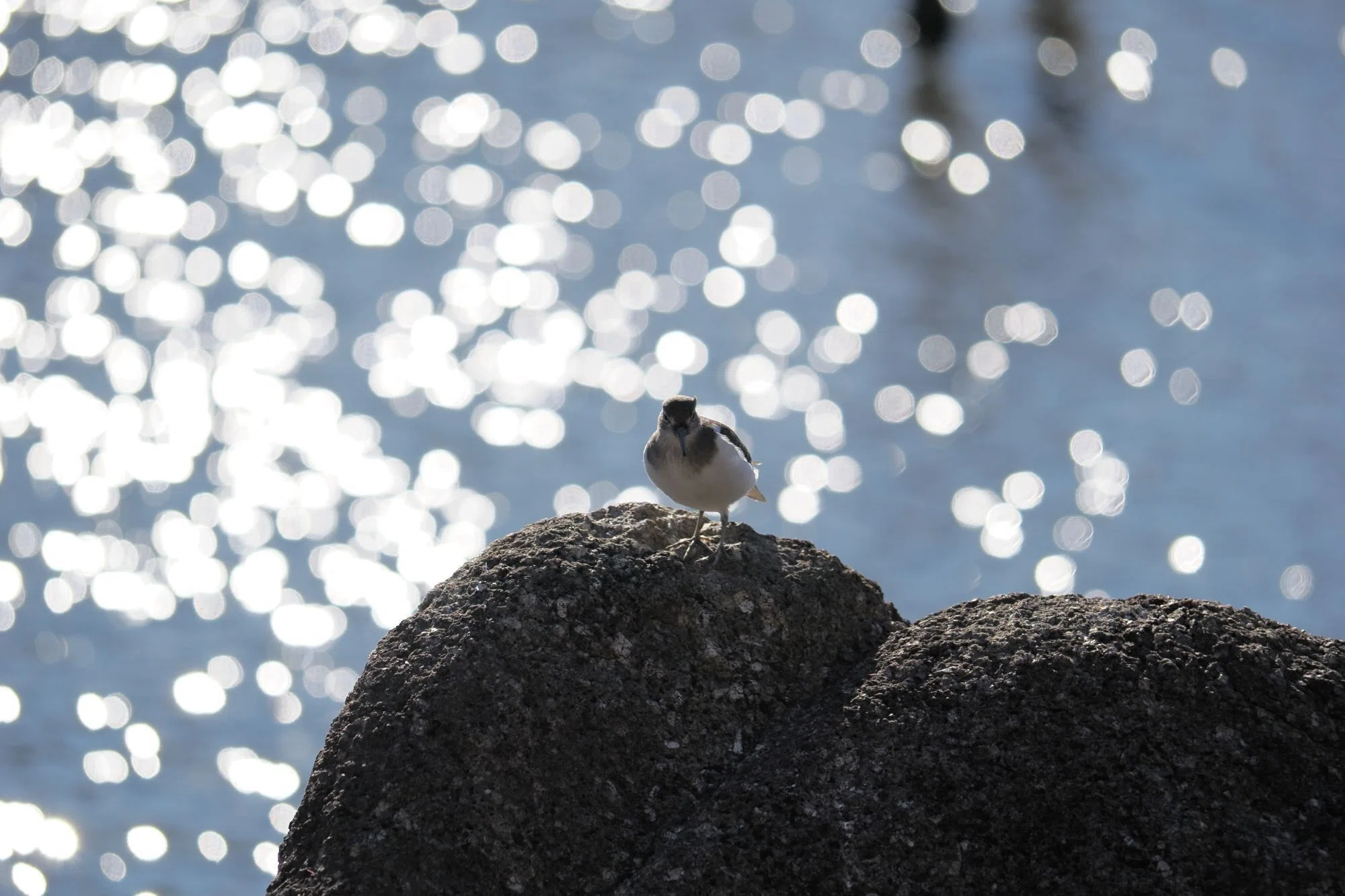 葛西臨海公園にOM/40-150㎜F4.0を持って野鳥を撮りに｜たびた