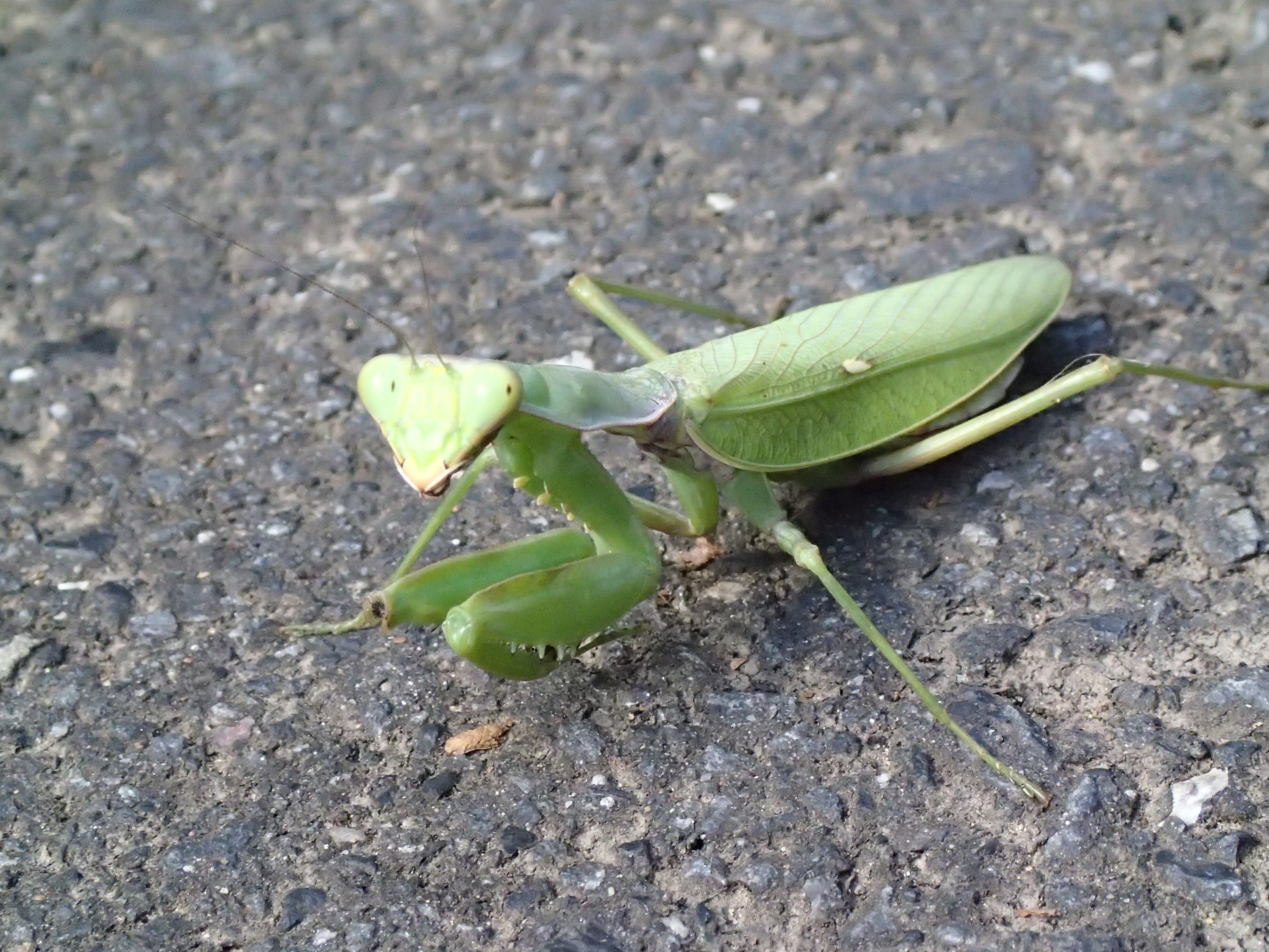 ハリガネムシに寄生されたカマキリはなぜアスファルト路上を歩くのか