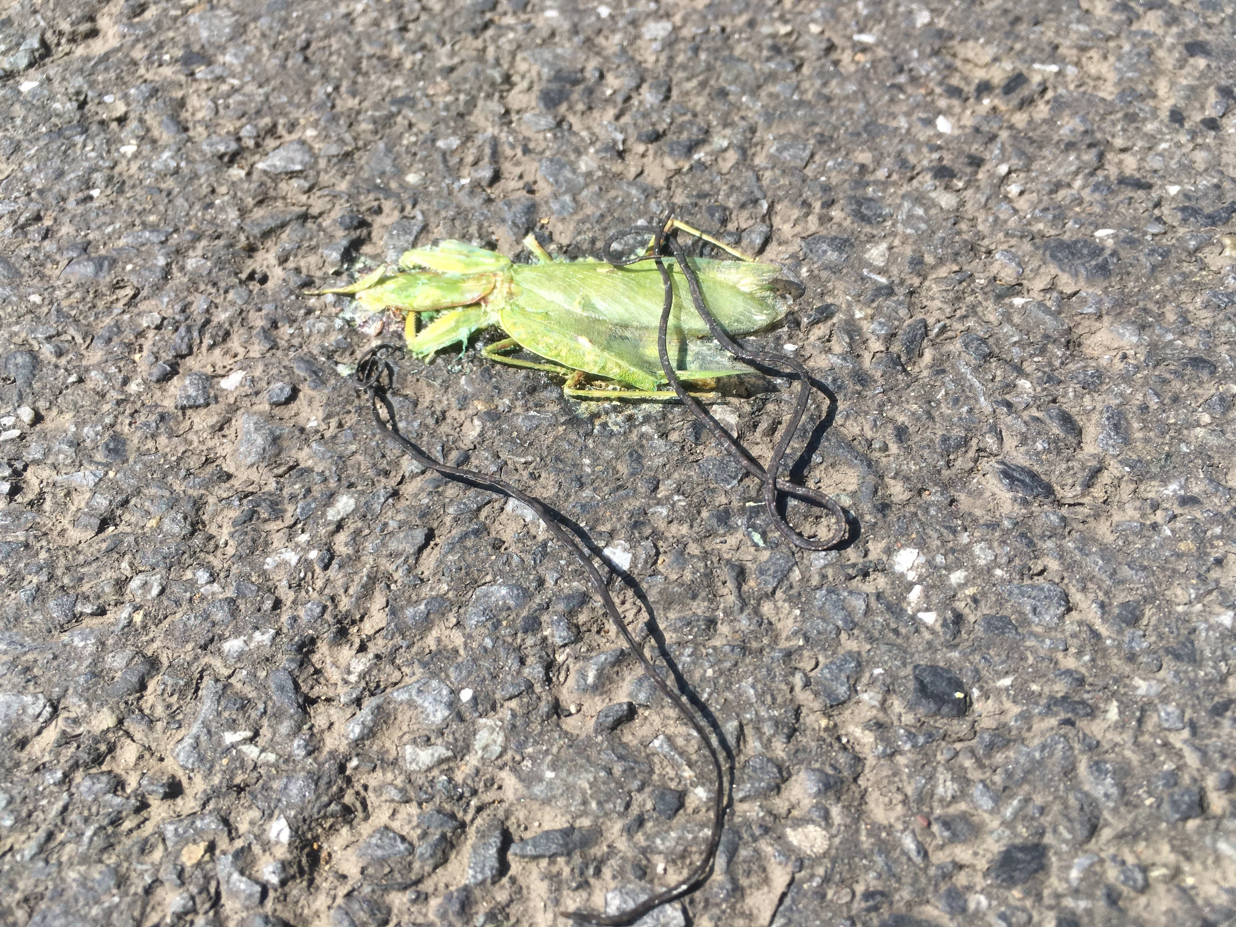 ハリガネムシに寄生されたカマキリはなぜアスファルト路上を歩くのか
