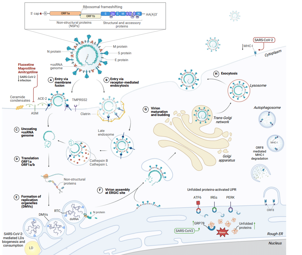 感染細胞のポートレート：SARS-CoV-2感染が細胞プロセスと経路をどのように変えるか｜カイン