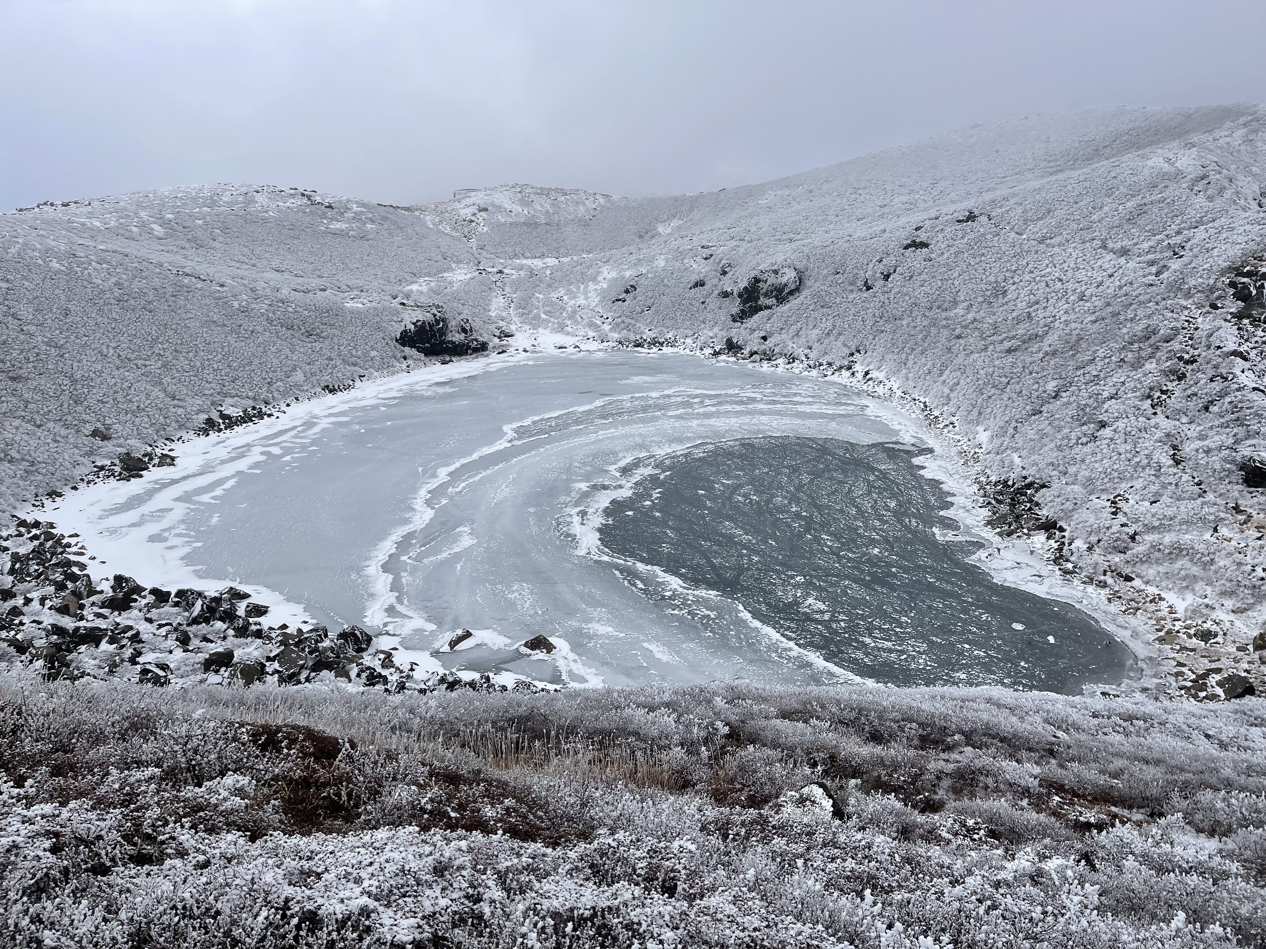 山採り 蝦夷松 冬囲い前の特別価格 12月18日のくじゅう御池情報♬｜ラリーグラス