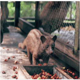 世界1高い珈琲コピ・ルアク是非とも♪ item-50.jpg?fitin=272:272