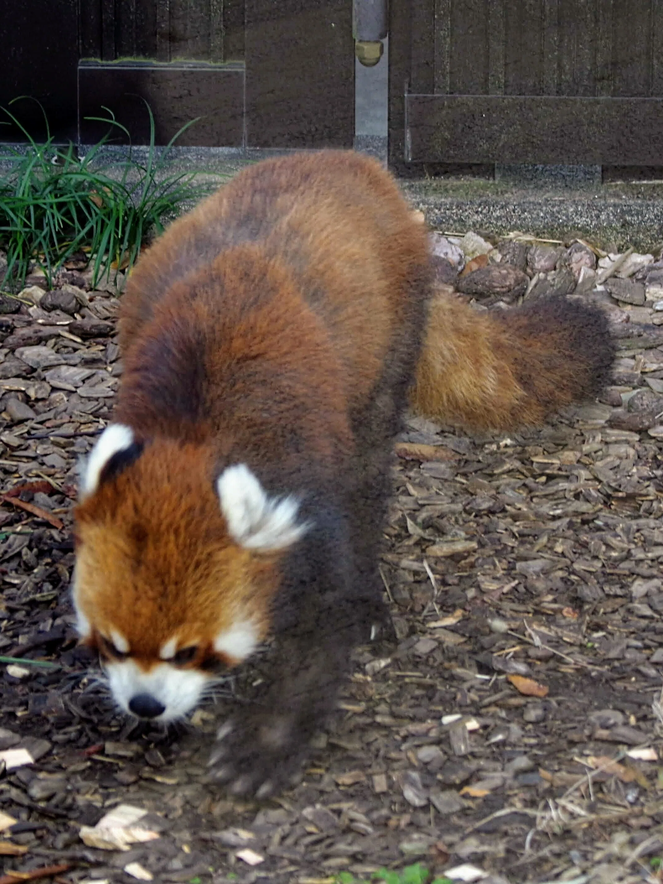 日本平動物園へ行ってきました。2024.12.11 wed. （動物編）｜michio