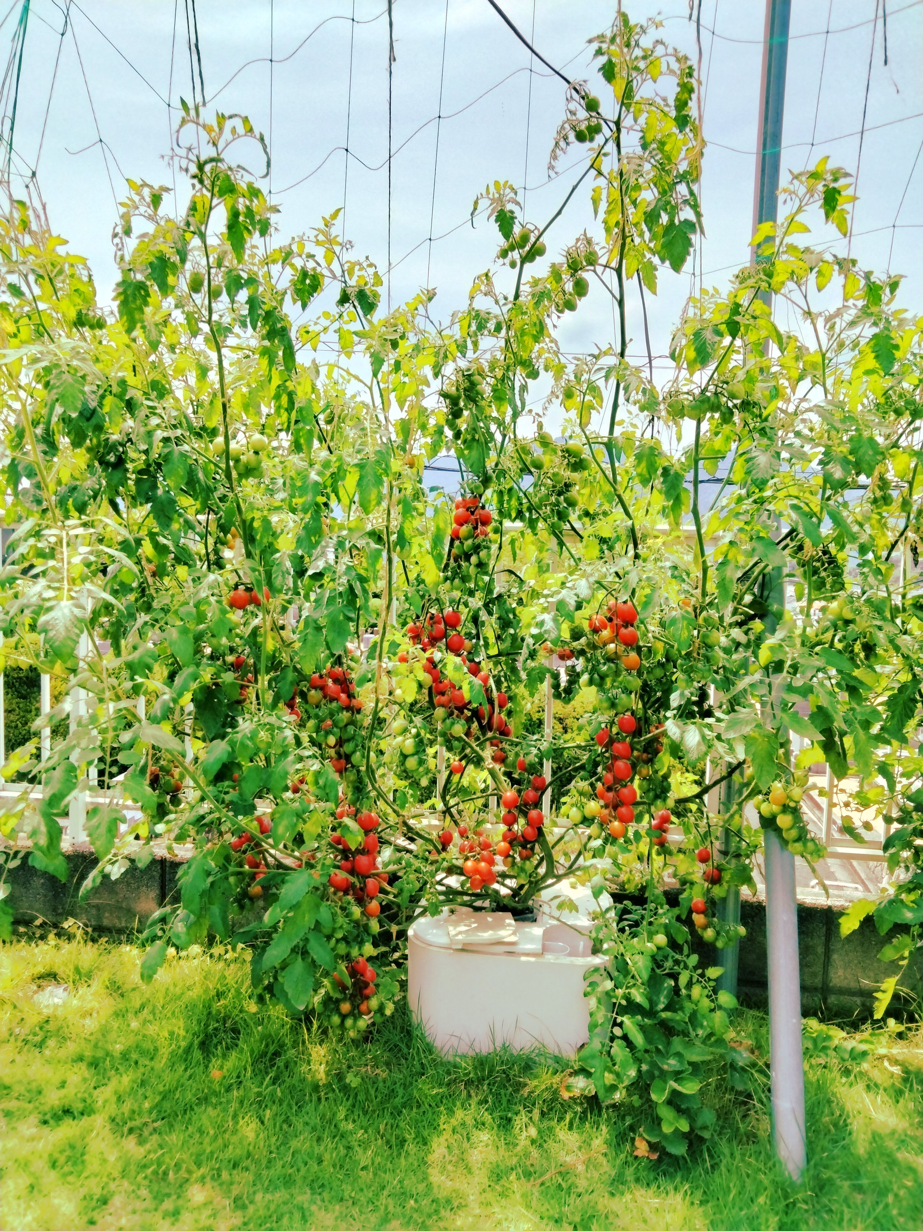 水耕栽培】巨木トマト装置の作り方！（お家で育てる・自作水耕で挑戦