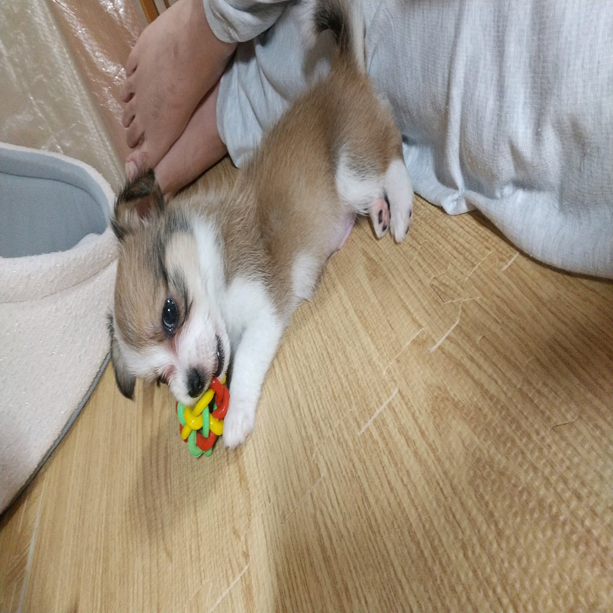 1週間が経過しました｜おこげ@コーギー, image size:2000x1125