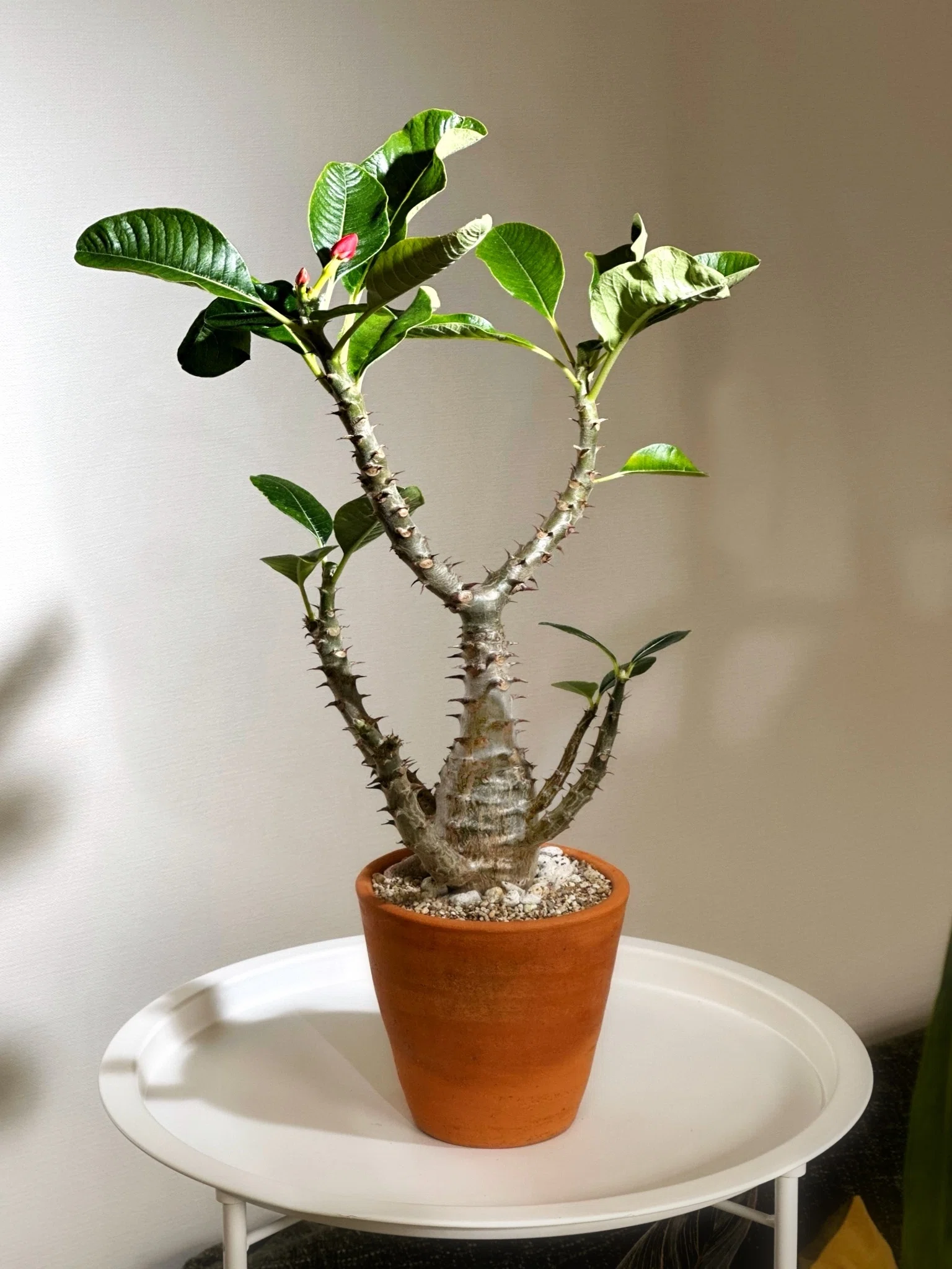 今年は休眠させない予定のPachypodium windsorii の現在の様子｜暇人