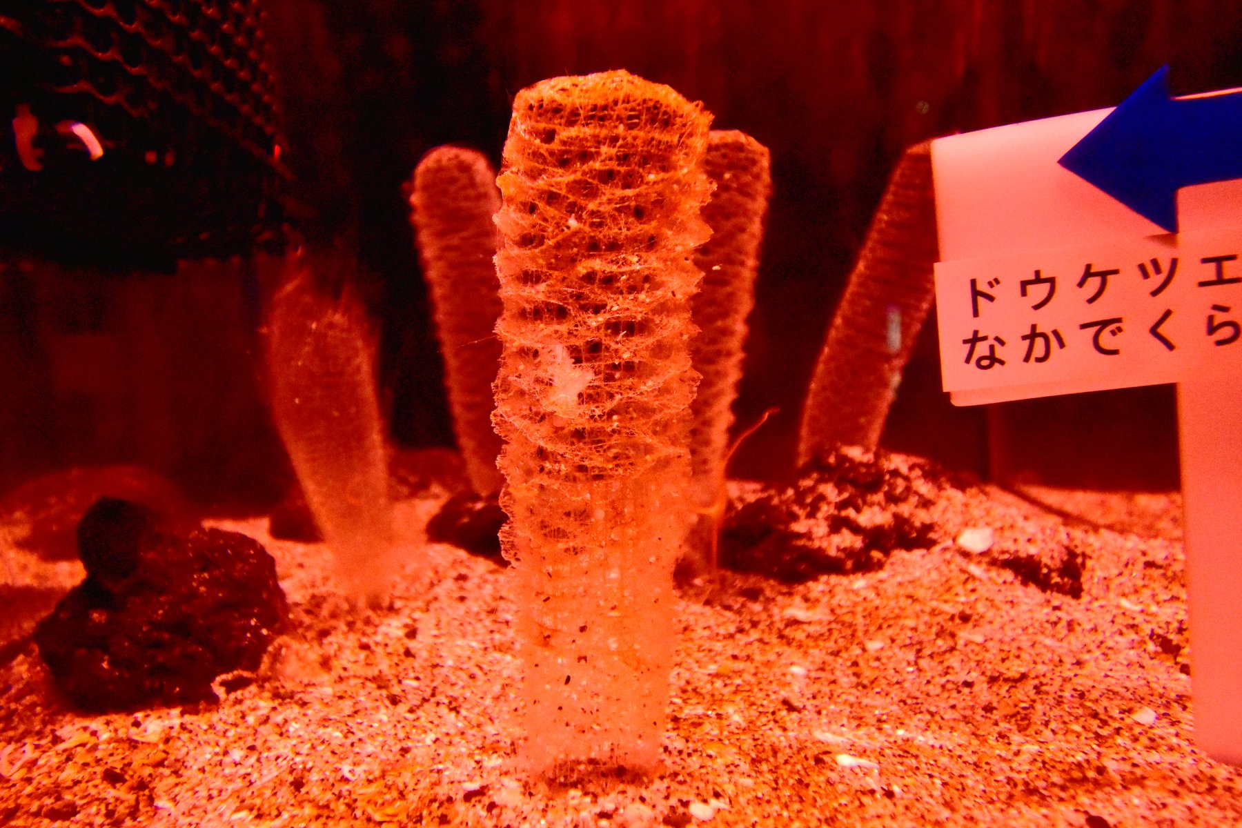 海の変な生き物が教えてくれたこと』より①カイロウドウケツの中で