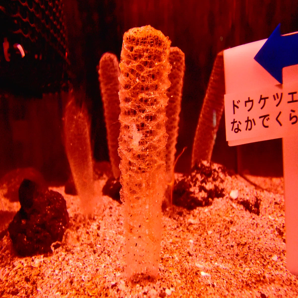 海の変な生き物が教えてくれたこと』より①カイロウドウケツの中で 