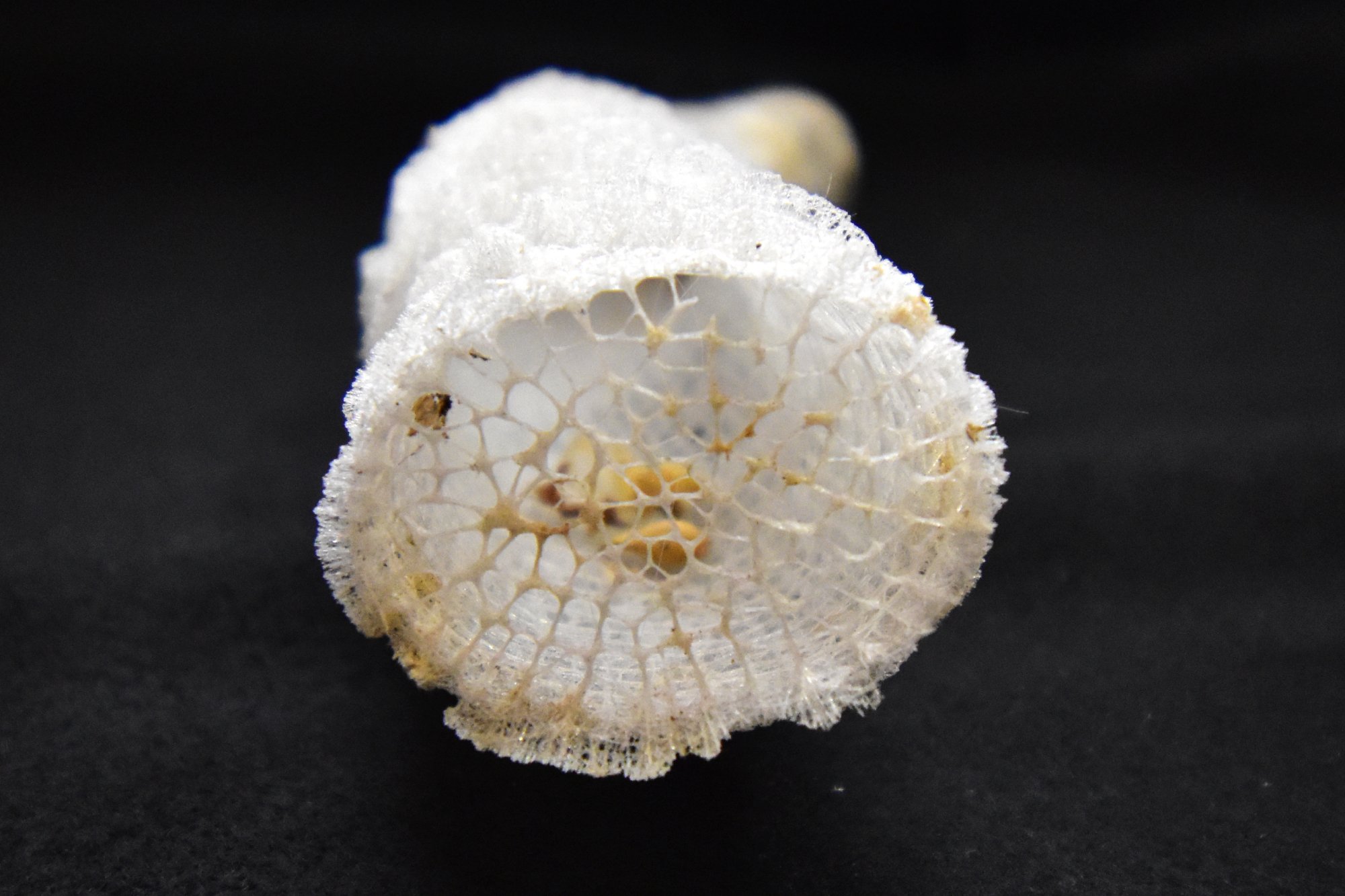 カイロウドウケツ カイロウドウケツの展示を再開しました｜研究・教育｜名古屋港水族館