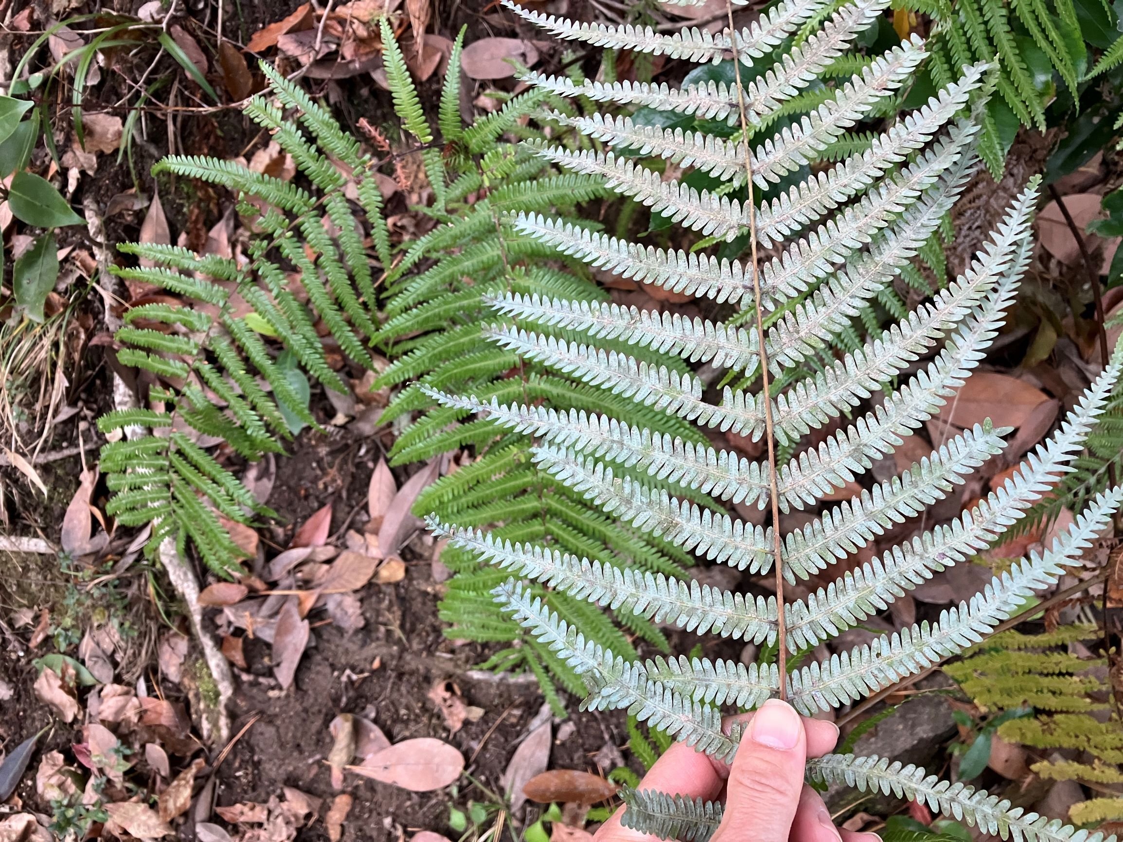 森の中で正月飾りを探してしてみた｜あぶらやま植物ブログ⑫