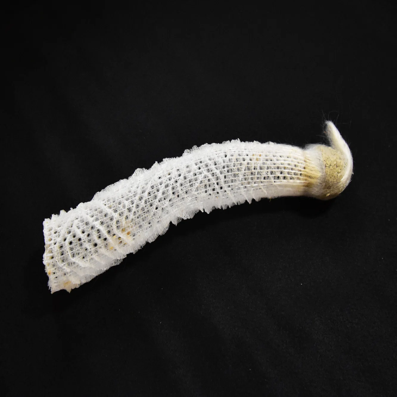 海の変な生き物が教えてくれたこと』より①カイロウドウケツの中で 