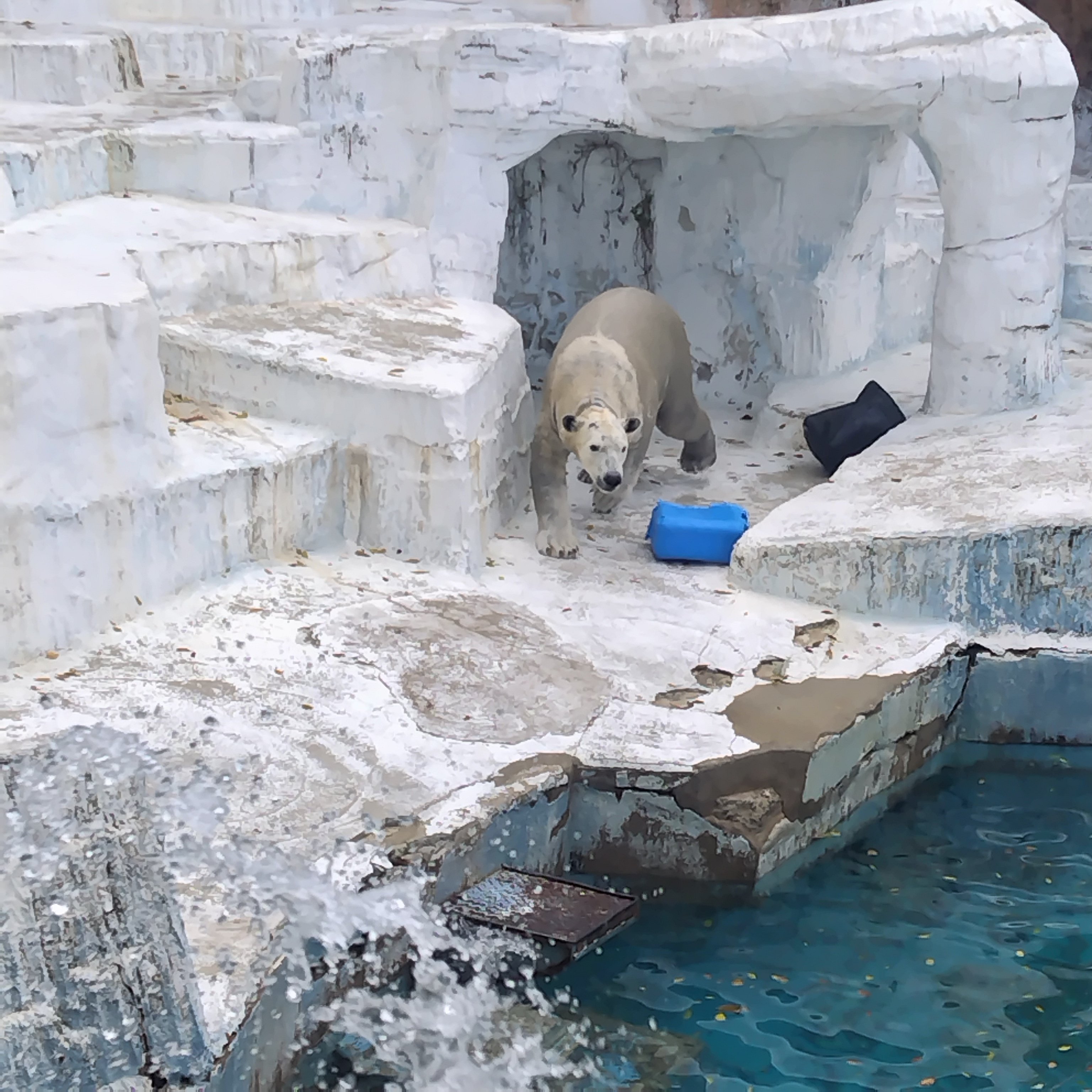 平日の一人動物園と歴史の小さんぽ＜天王寺動物園・茶臼山＞｜深拍-mihaku-