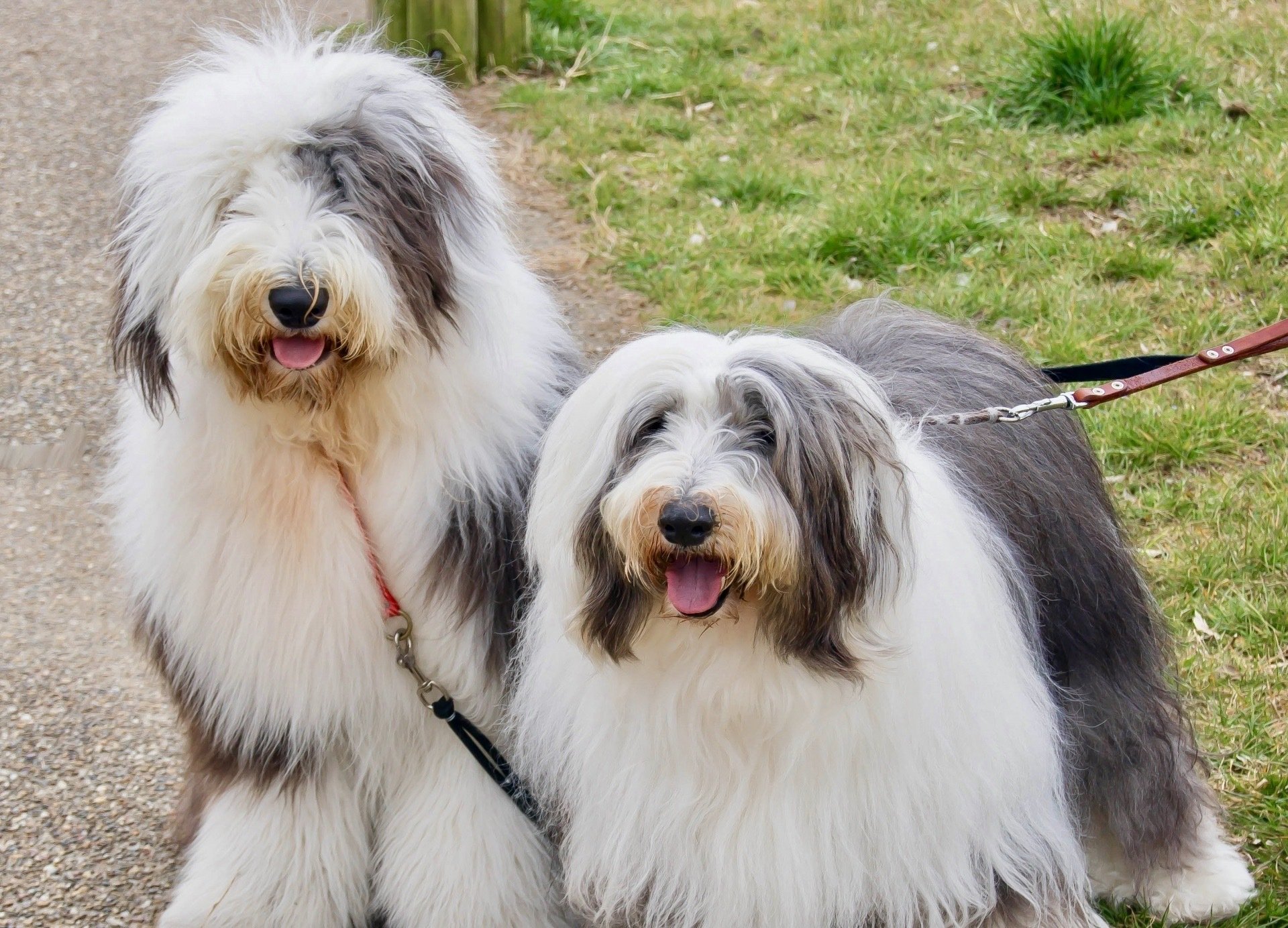 スヌーピーはビーグル犬って言われてるけど、ビーグル犬じゃない