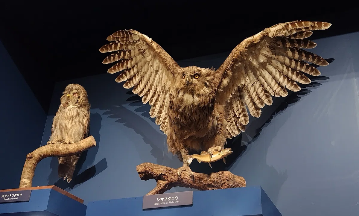 多次元制御機構よだか、よだかの星、YODAKA、鳥展|ミ~ア