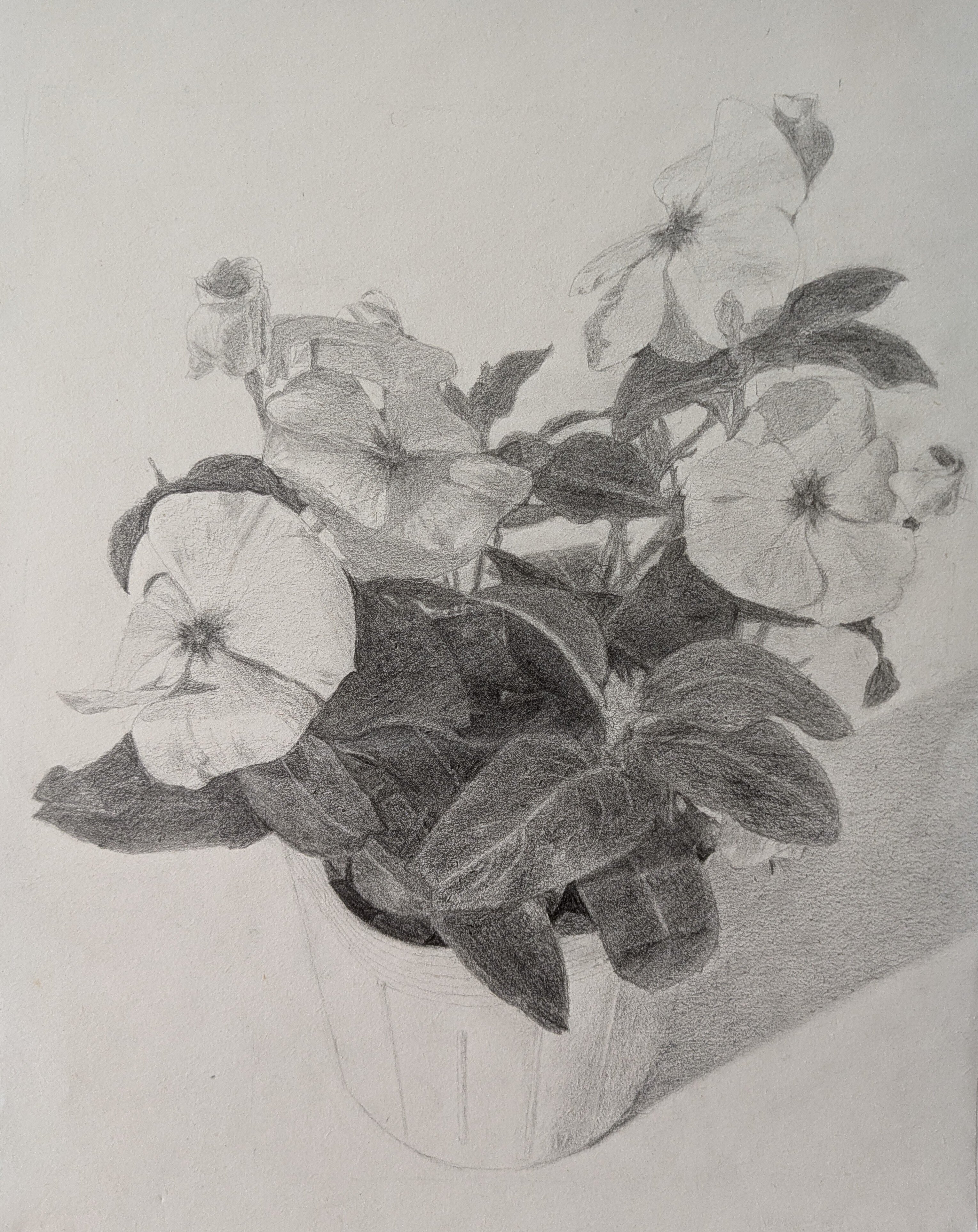 デッサン35回目（花の鉢20回目）｜えのべん