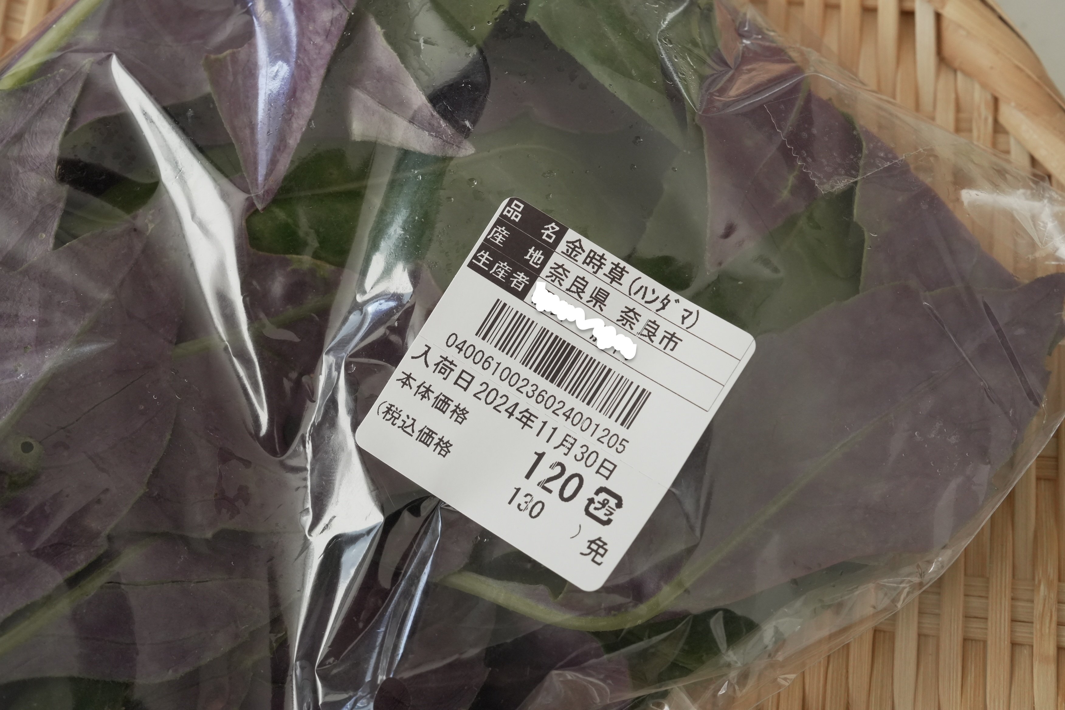 大きくなりすぎた　金時草　B 大きくなりすぎた 金時草 B 苗