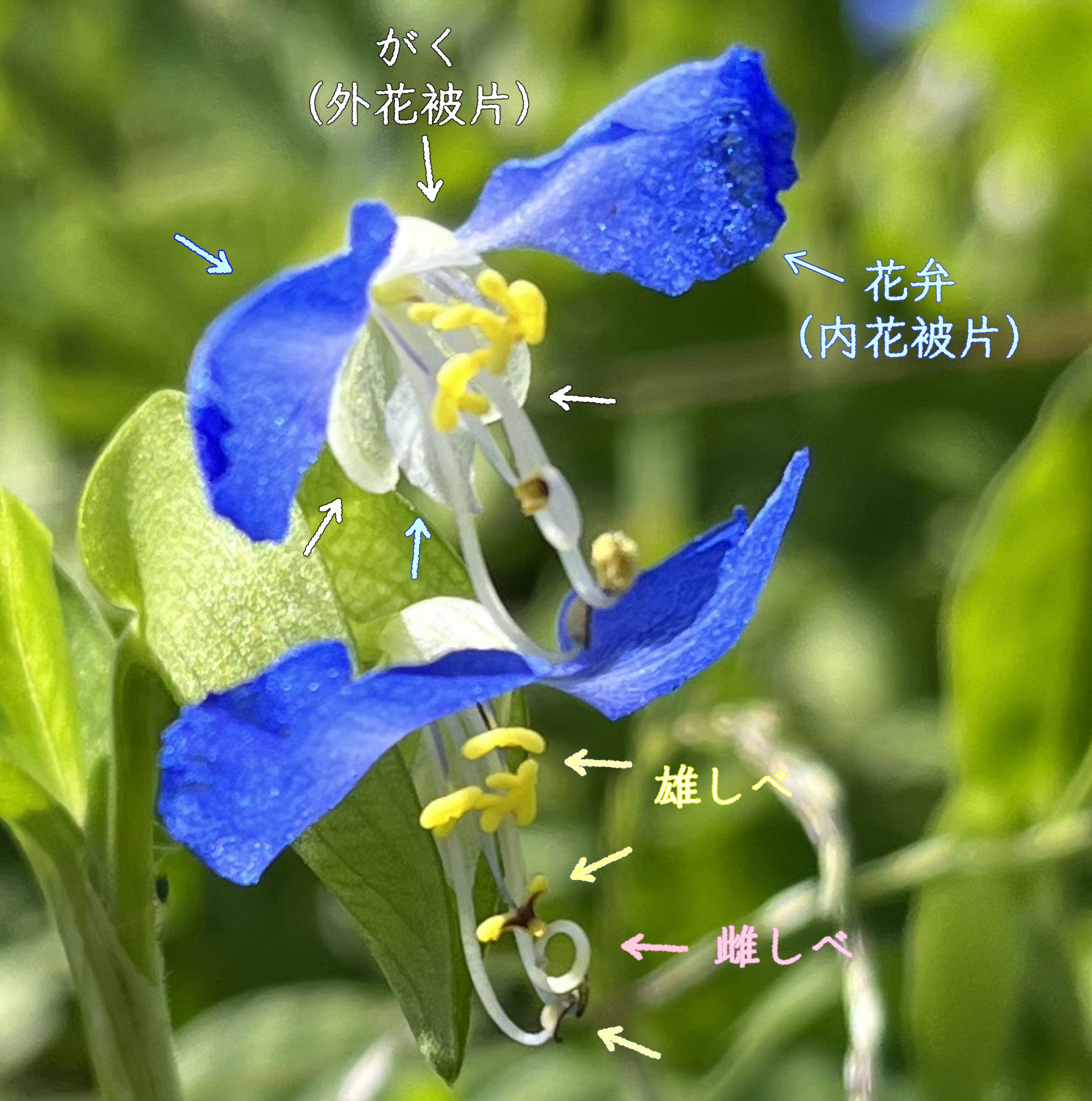 露草を想う｜pirkamer