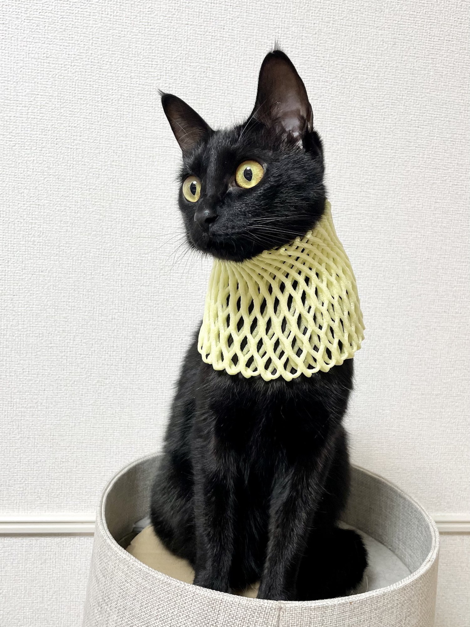 果物を入れるネットに意外な使い道が…！バステト神と化した黒猫の神々