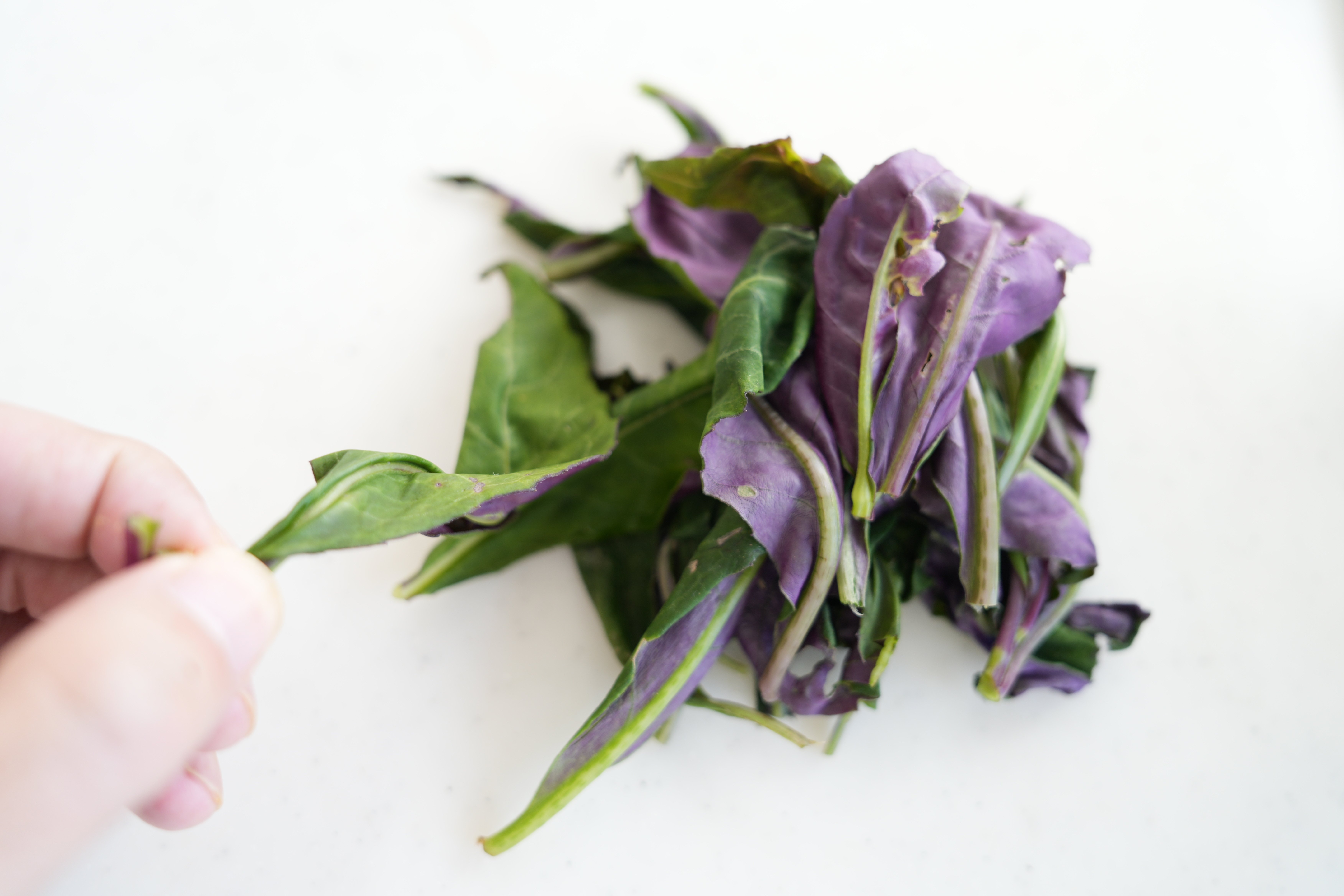 謎野菜シリーズ〜金時草〜｜樋口直哉(TravelingFoodLab.)