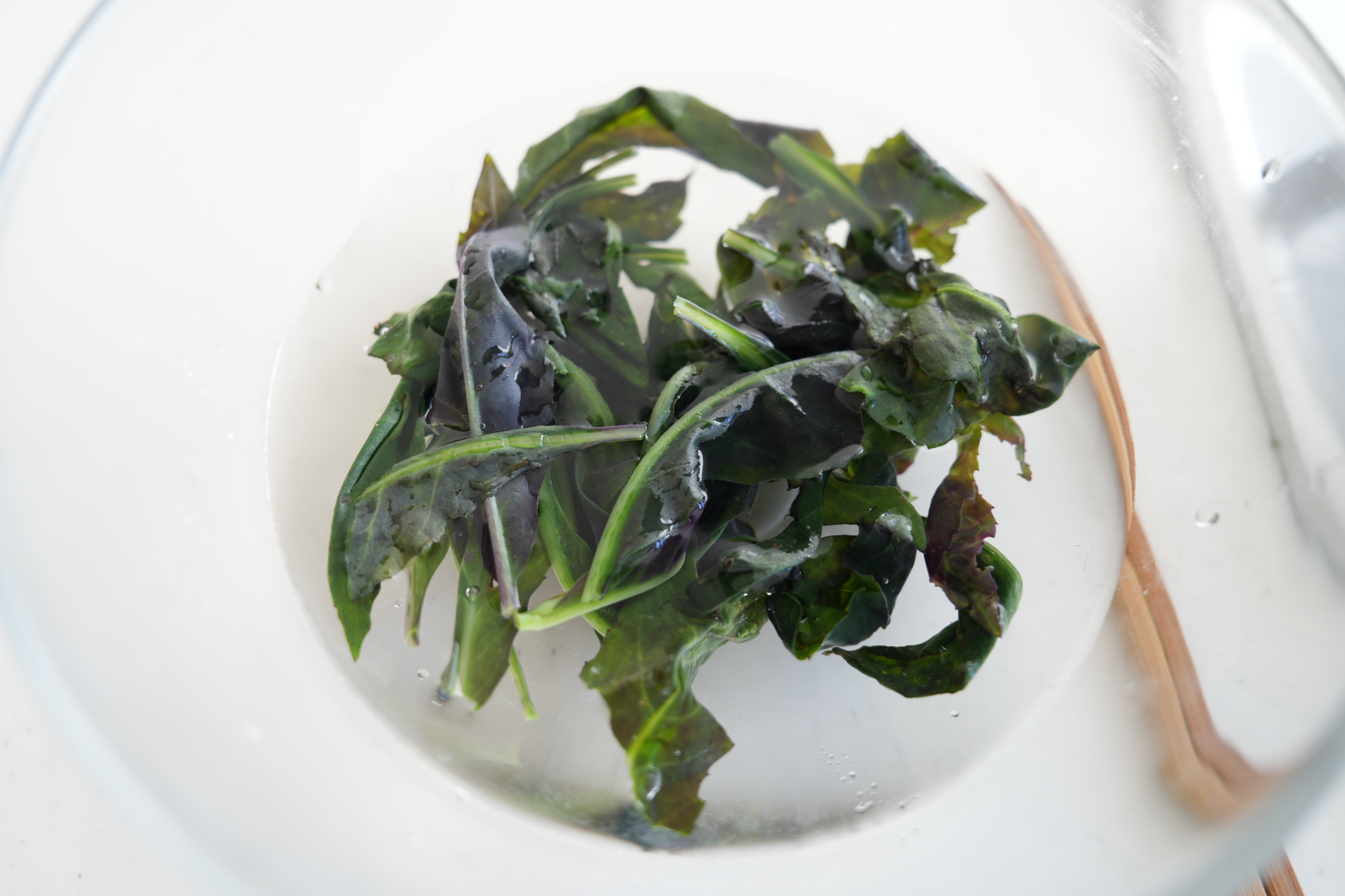 大きくなりすぎた　金時草　B 楽天市場】金時草〈キンジソウ〉別称：式部草〈シキブソウ〉1ケース