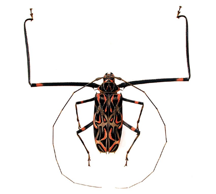 武装したテナガカミキリ」｜zoo_shell