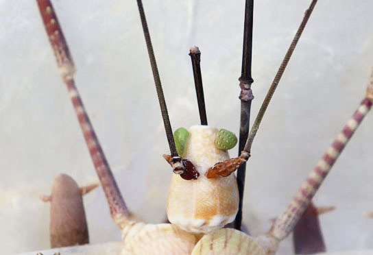 武装したテナガカミキリ」｜zoo_shell