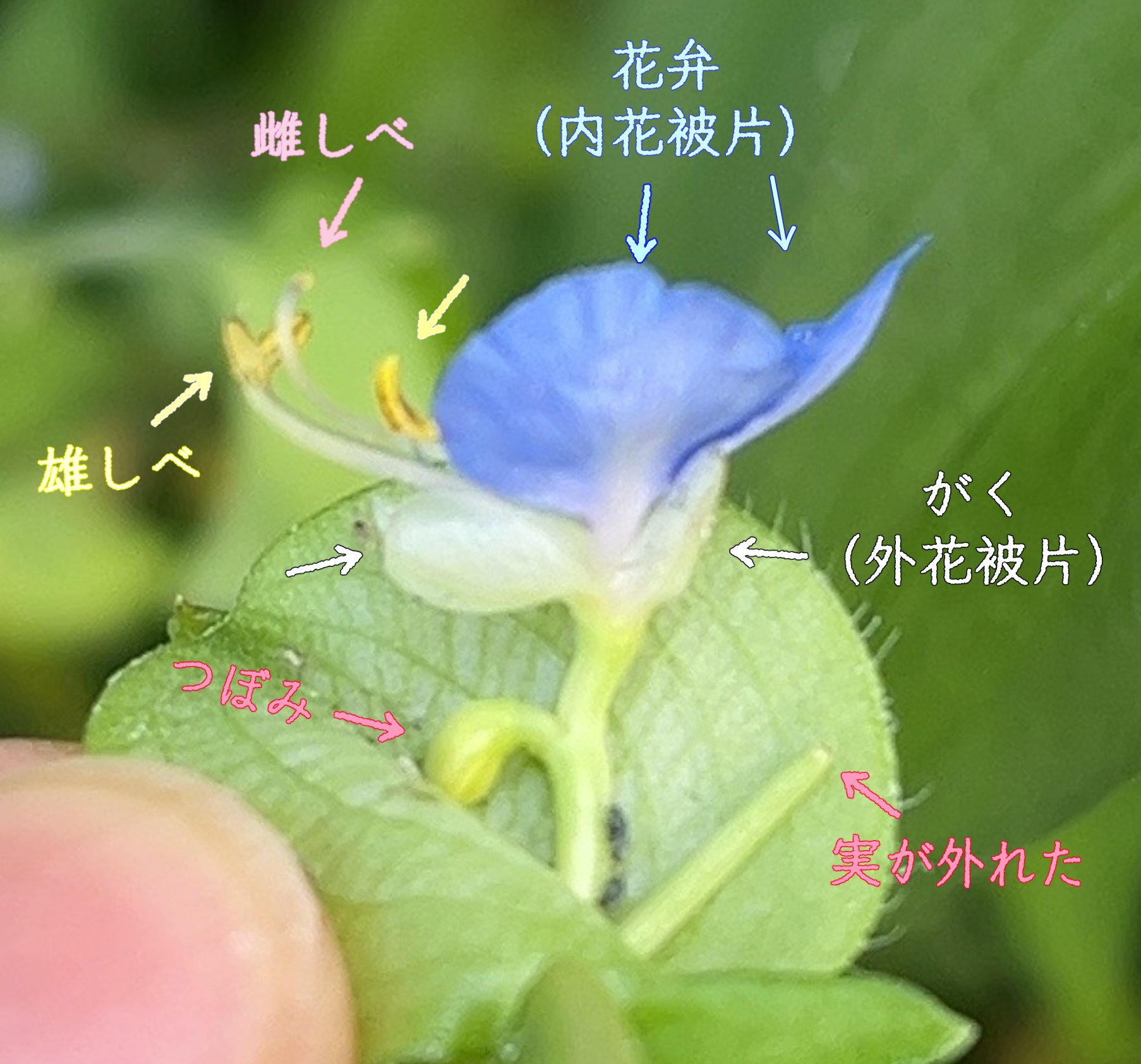 露草を想う｜pirkamer