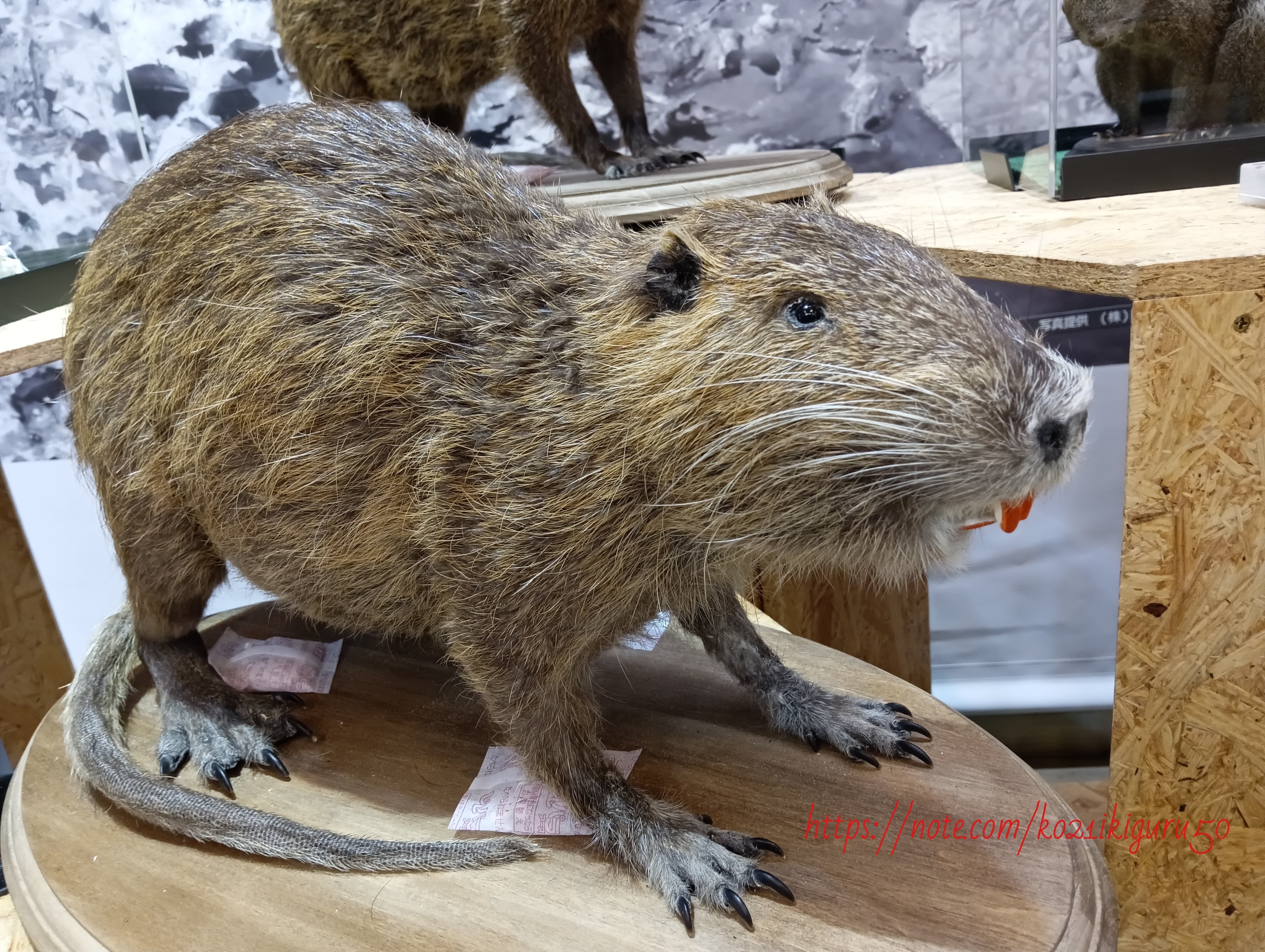 専用ヌートリアさん専用 はわはわ◇ヌートリアパープル&シナモン