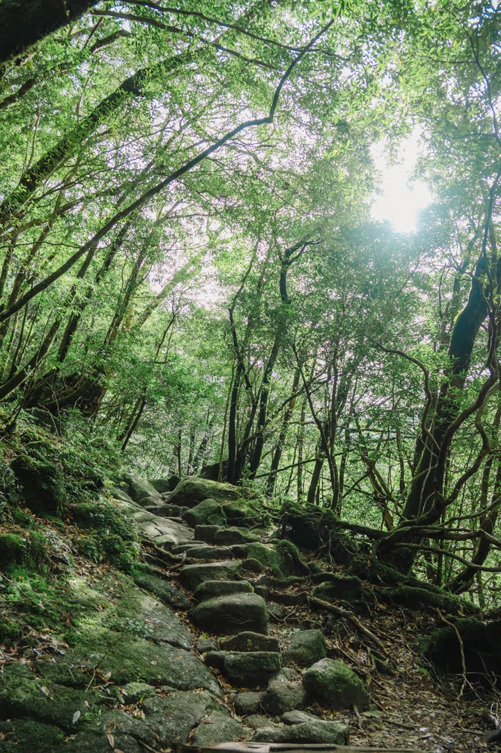 【中古】 至宝の大自然屋久島 世界自然遺産 屋久島の紹介〜エリア、植物と動物、環境保全活動