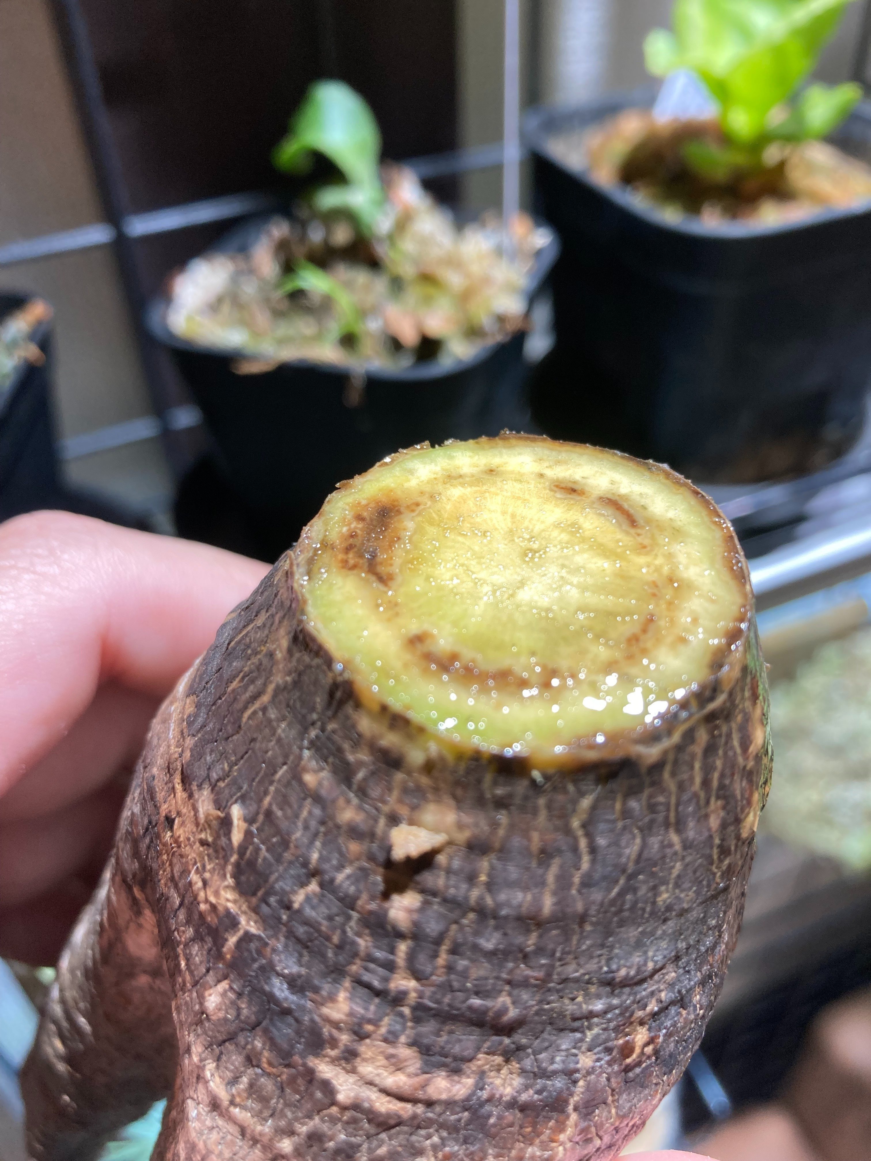 名古屋の塊根植物専門店ー全国にも発送ー | . パキポディウム
