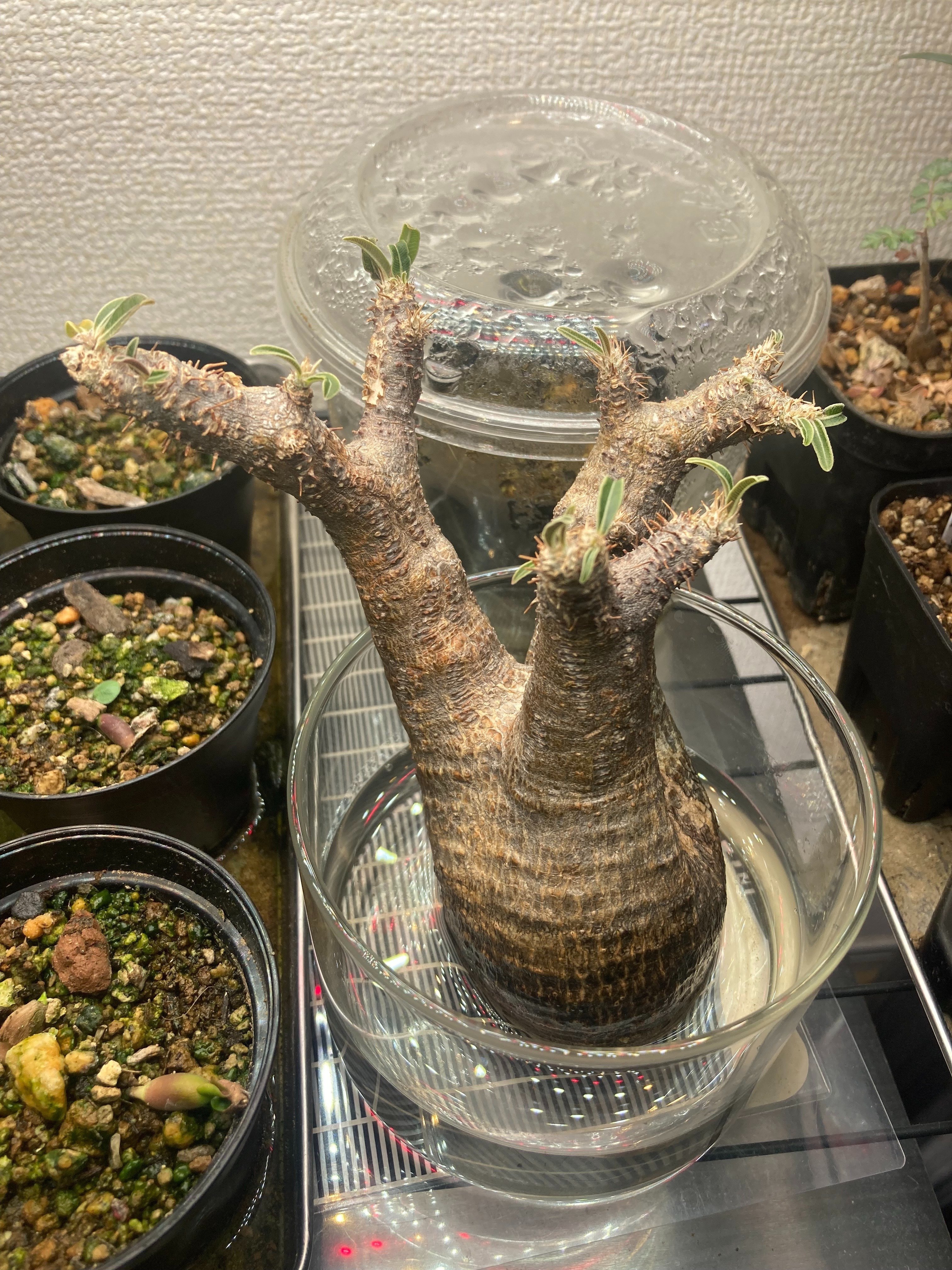 グラキリスベアルート株 未経験者が発根管理に挑戦pt.6｜.plants