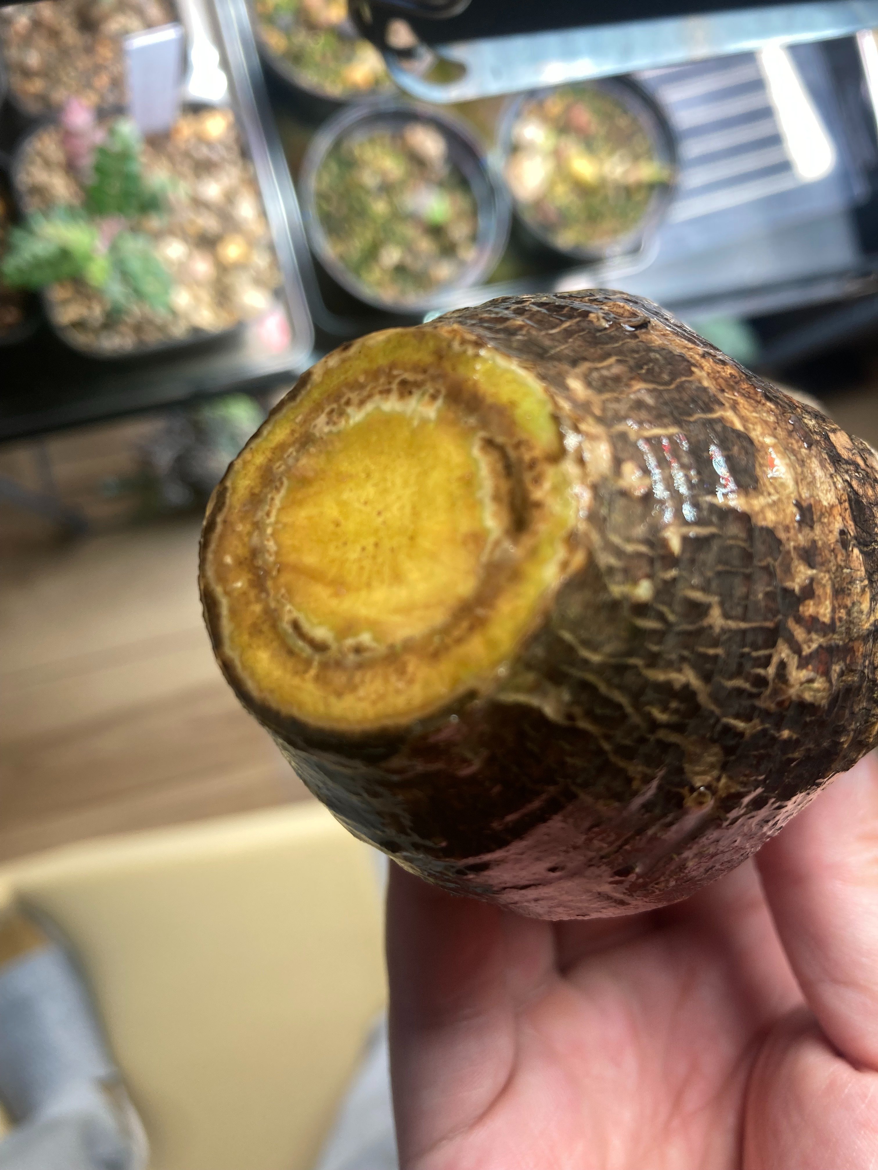 グラキリスベアルート株 未経験者が発根管理に挑戦pt.6｜.plants
