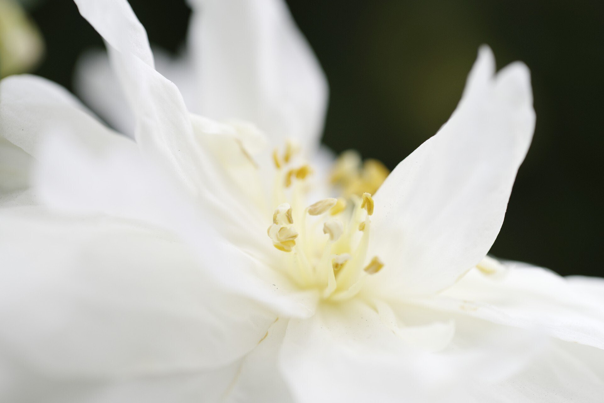 HD PENTAX-D FA MACRO 100mmF2.8ED AW初撮り|夢望庵 / Mubou-an HD PENTAX-D FA MACRO 100mmF2.8ED AW初撮り|夢望庵 / Mubou-an