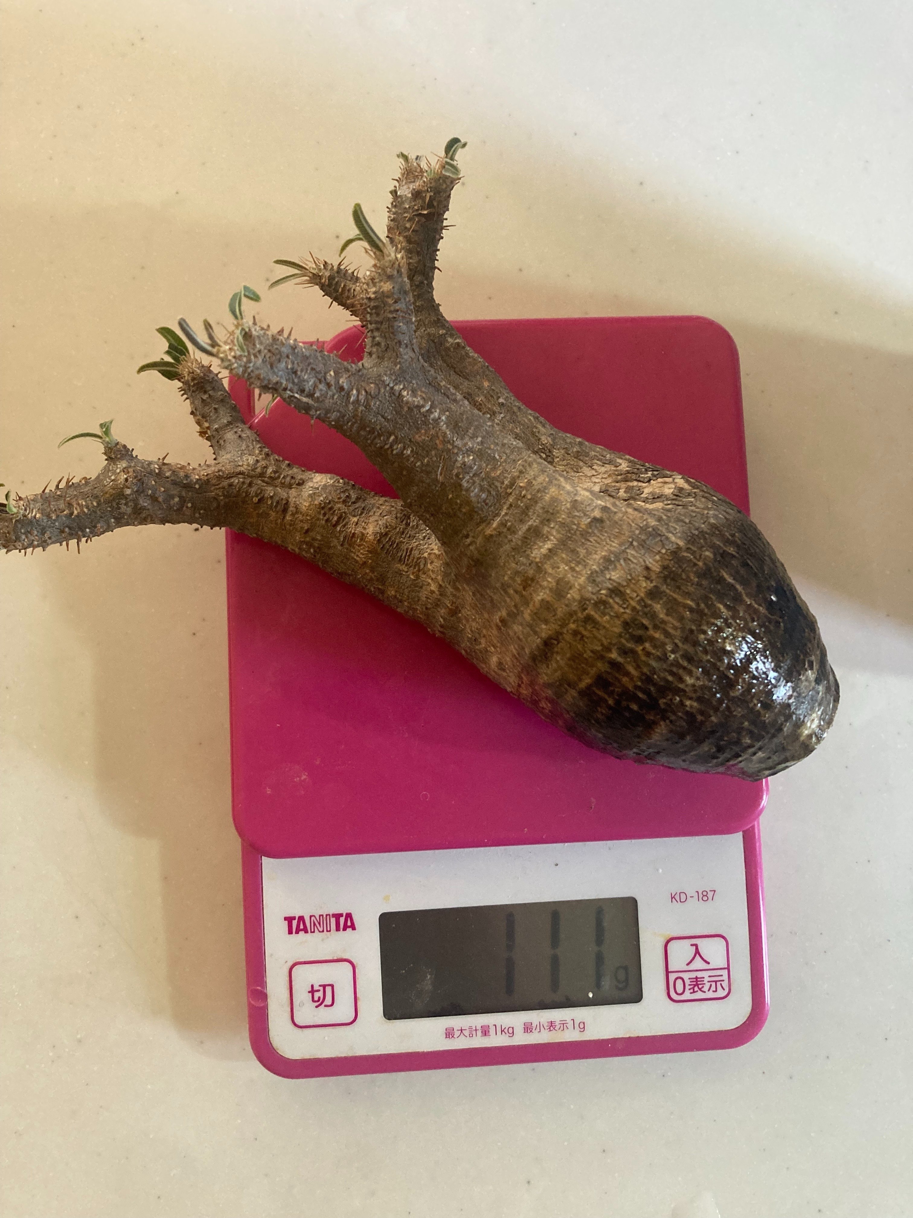 グラキリスベアルート株 未経験者が発根管理に挑戦pt.6｜.plants