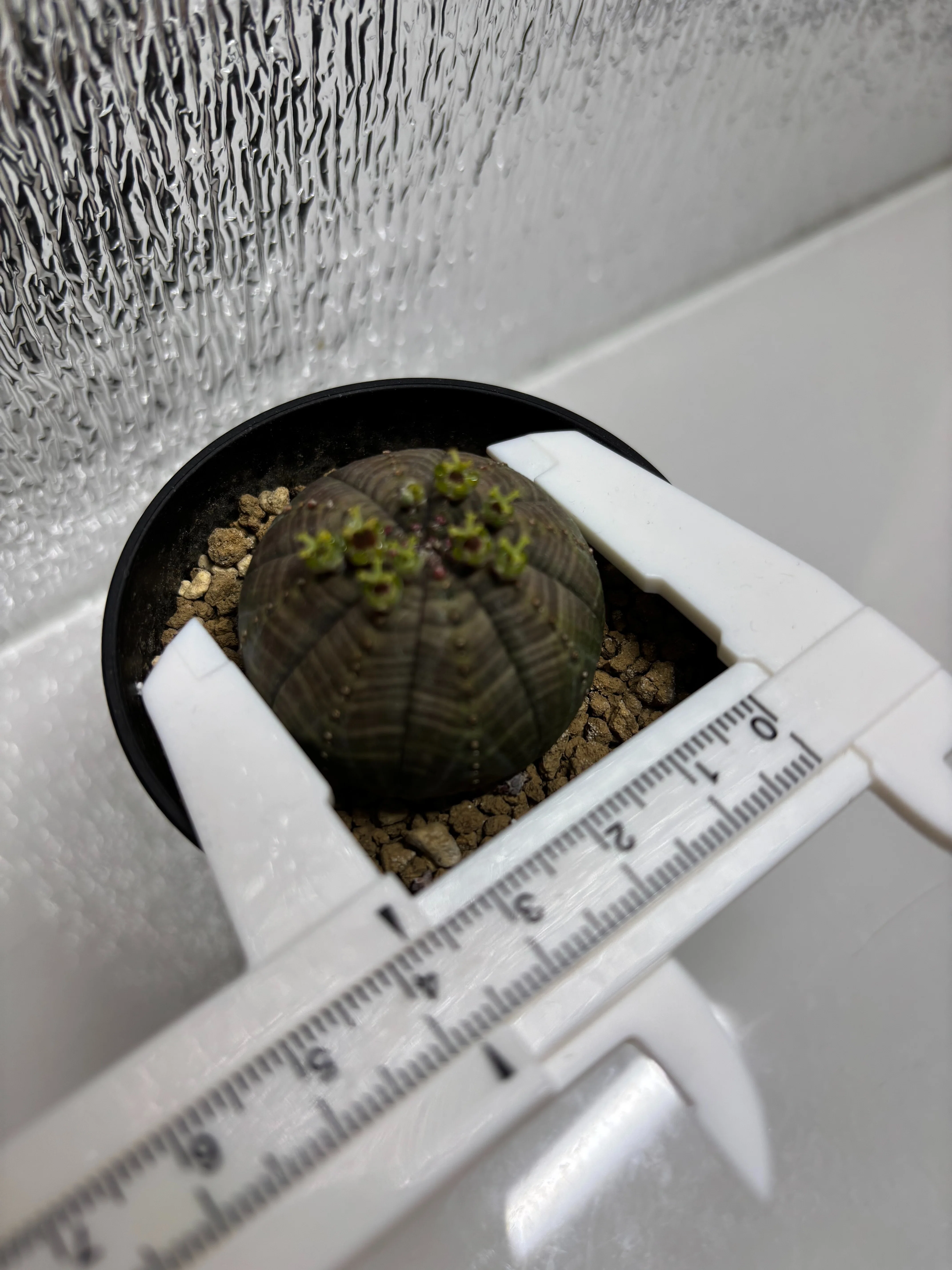オベサ 綴化付き 2号〜3号サイズ 園芸ネット本店｜ユーフォルビア：オベサ 2.5号鉢植え* の通販【公式】