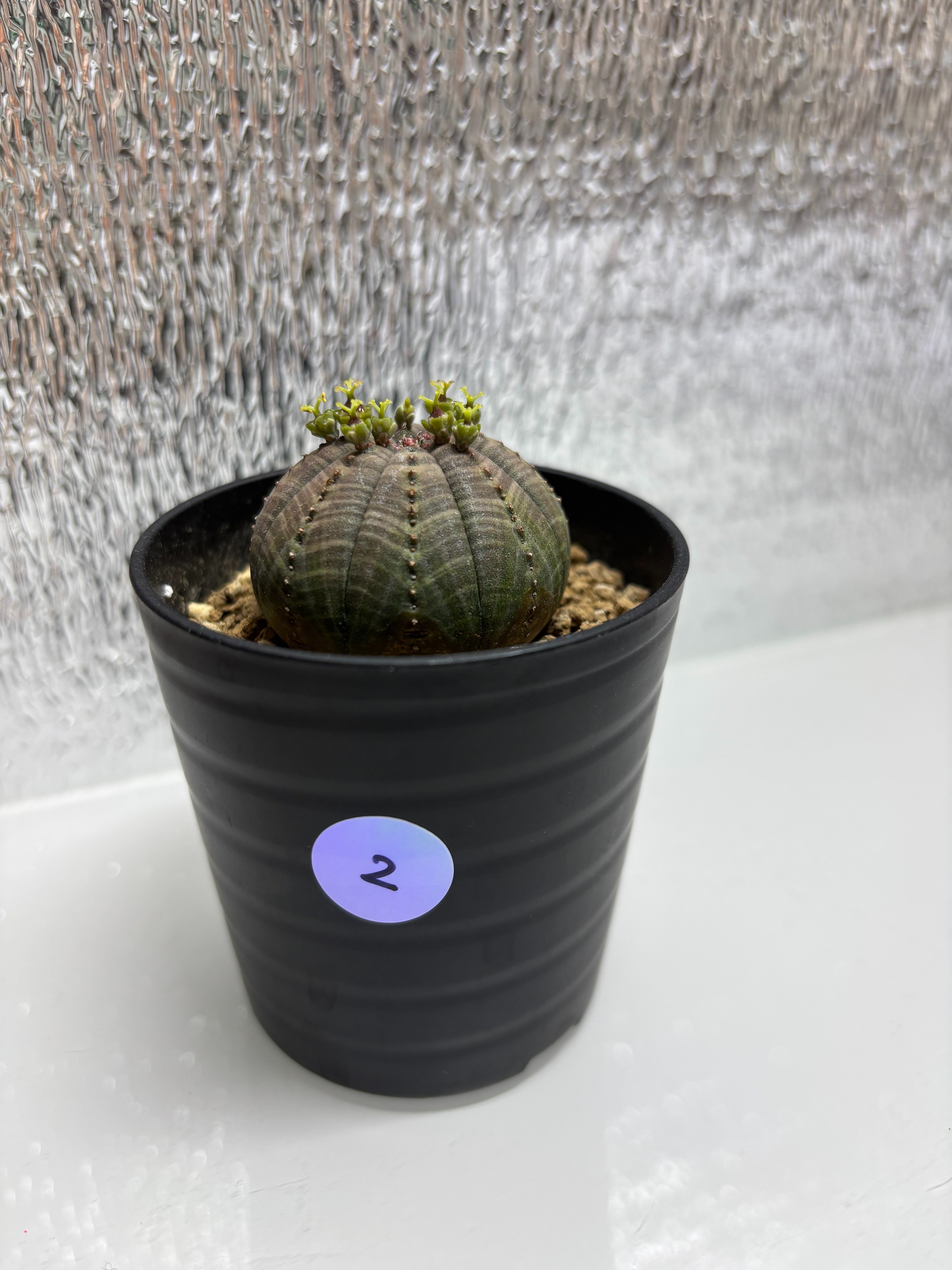 記録]オベサ②の成長記録｜園芸バタフライ