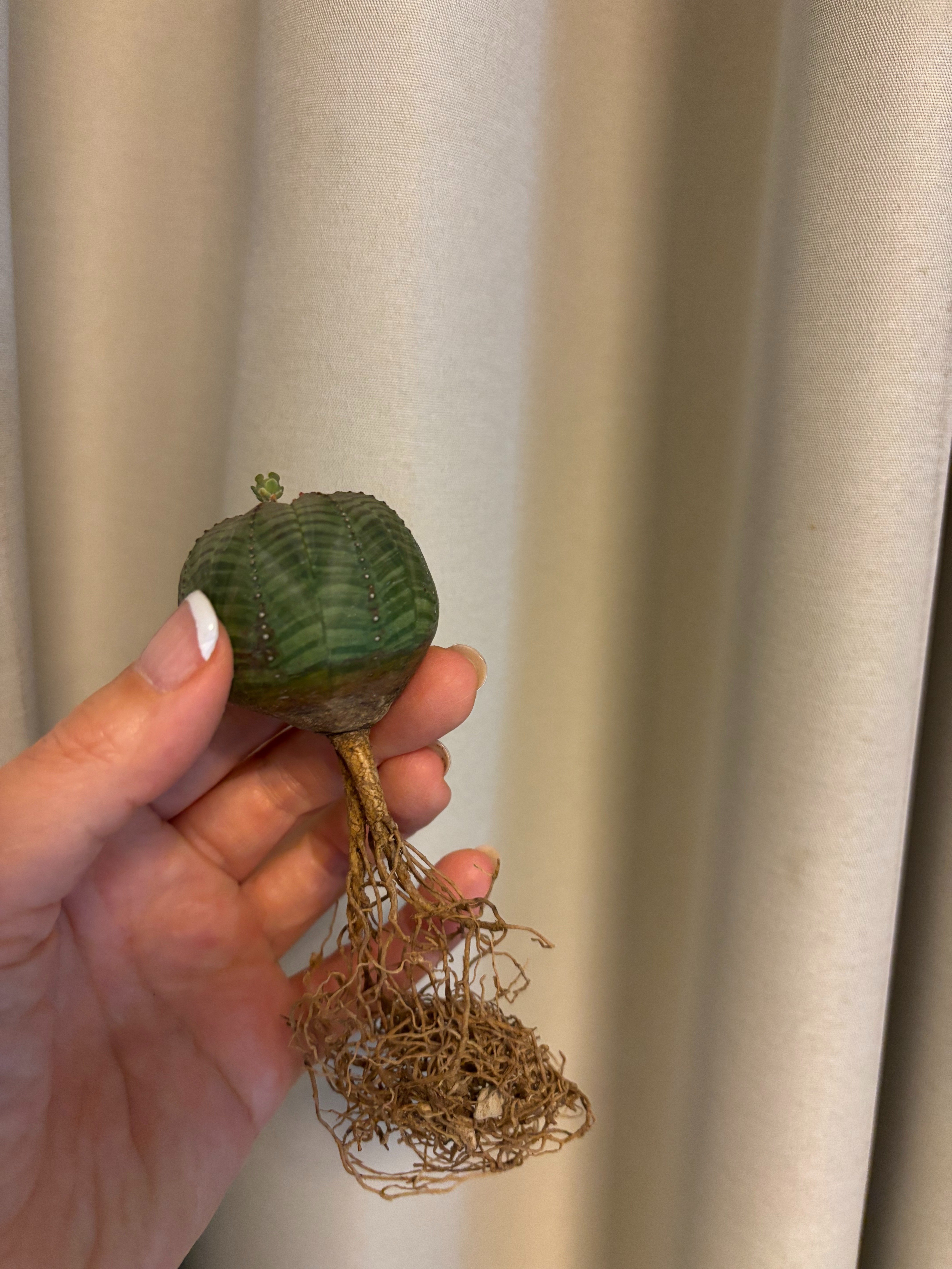 記録]オベサ⑥の成長記録（長男）｜園芸バタフライ