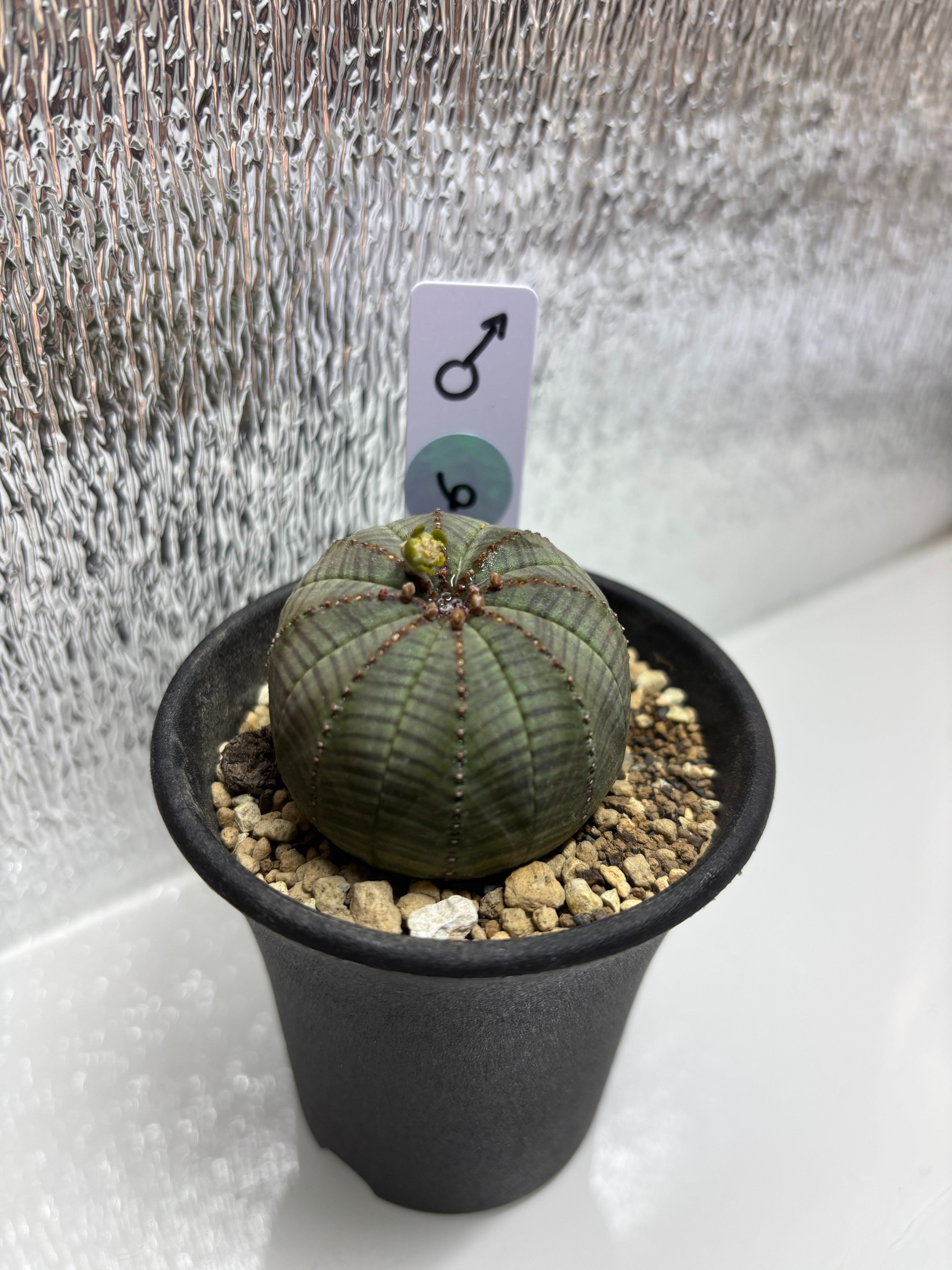 記録]オベサ⑥の成長記録（長男）｜園芸バタフライ