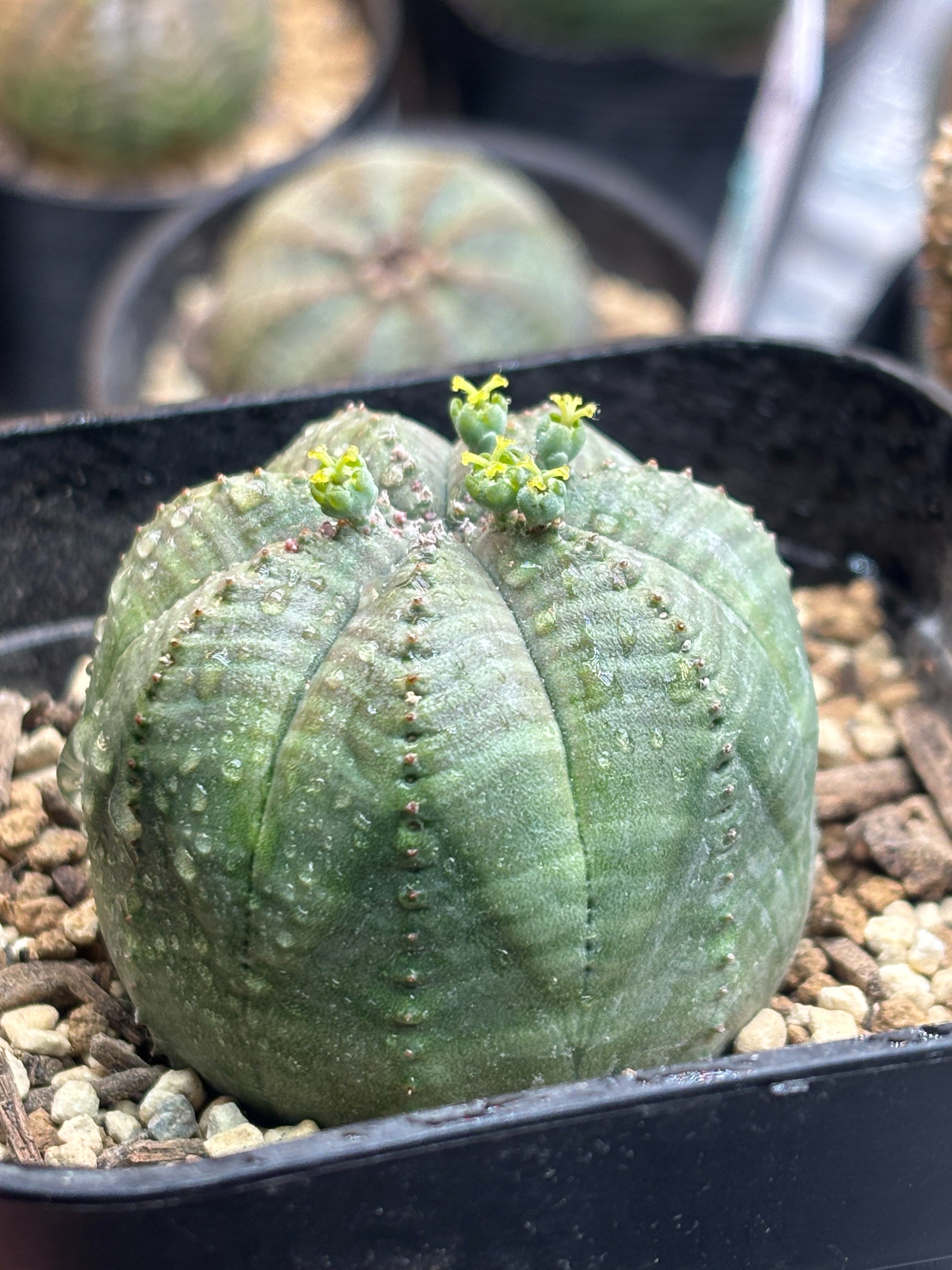 記録]オベサ⑧の成長記録（7稜Libaran株）｜園芸バタフライ